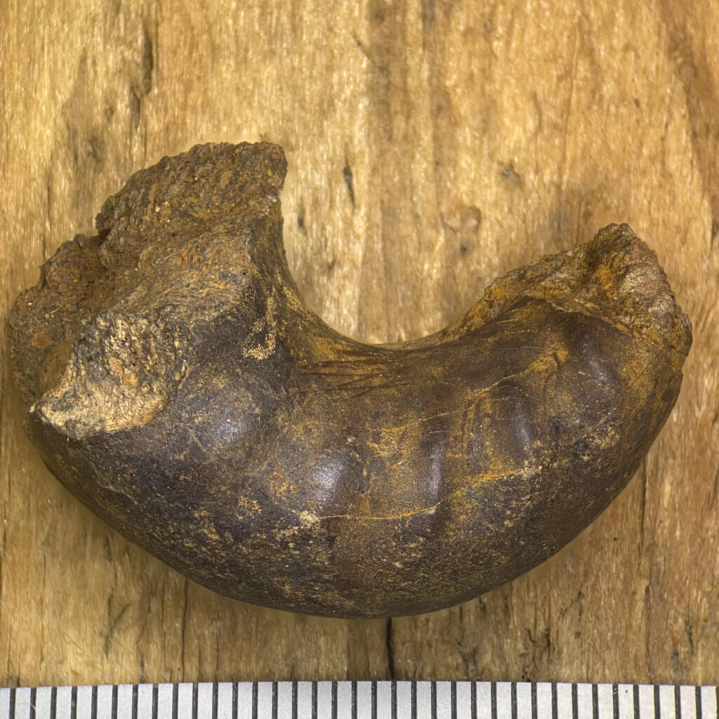 CG-0169, Metacoceras clinocostatum. 2/5 of a whorl with flank ribs easily seen.