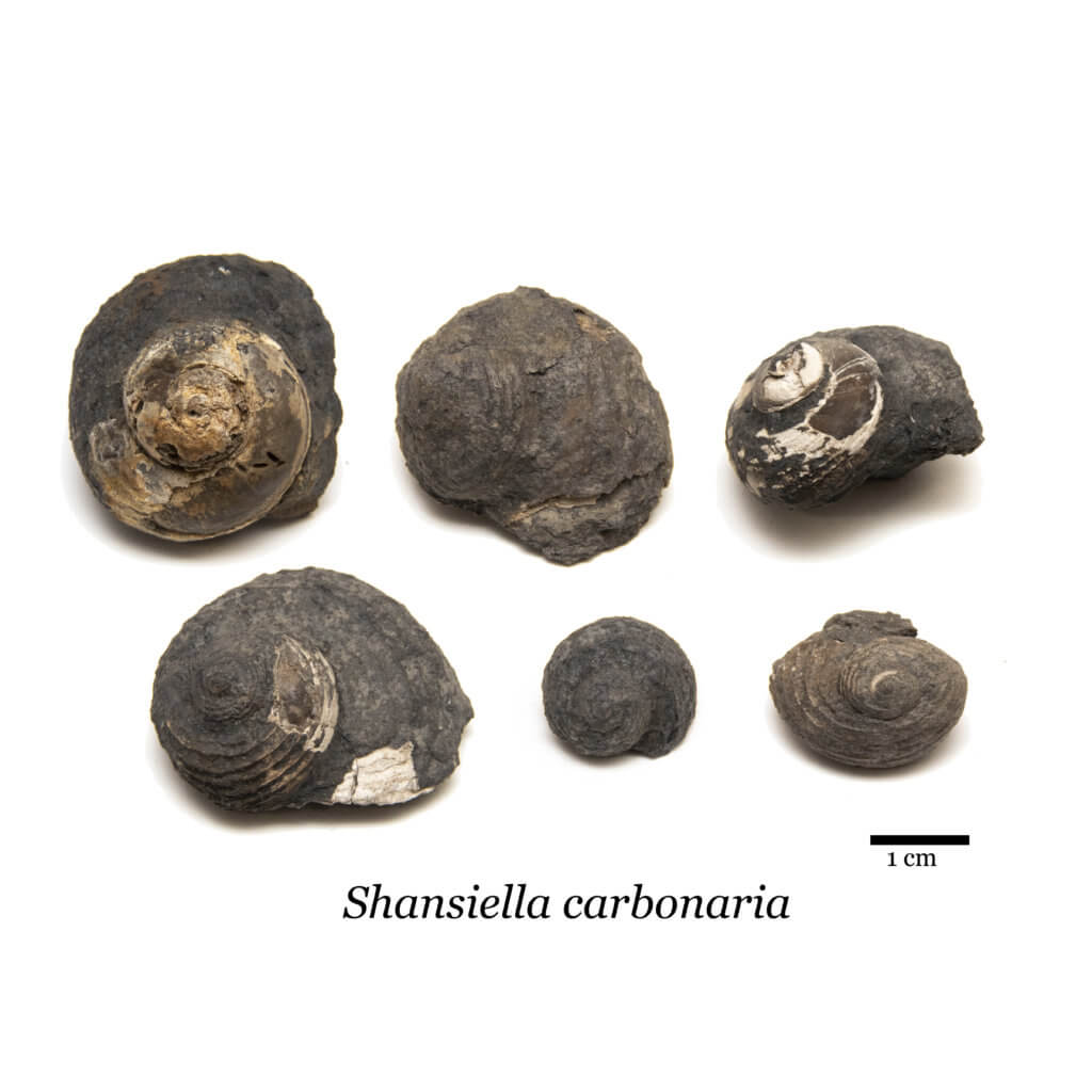 Shansiella carbonaria group, gastropod fossil