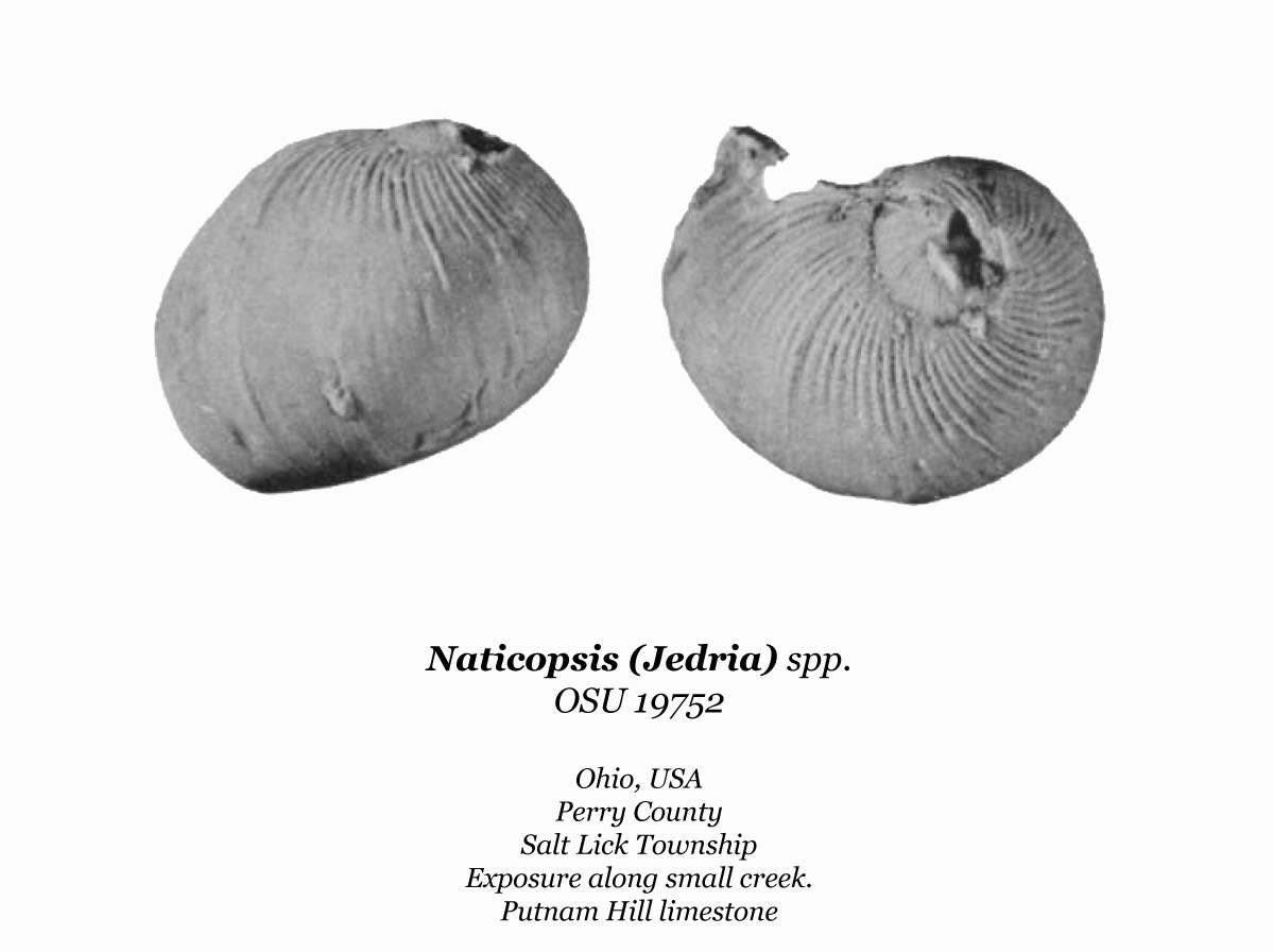 naticopsis-jedria-spp-osu-19752.jpg