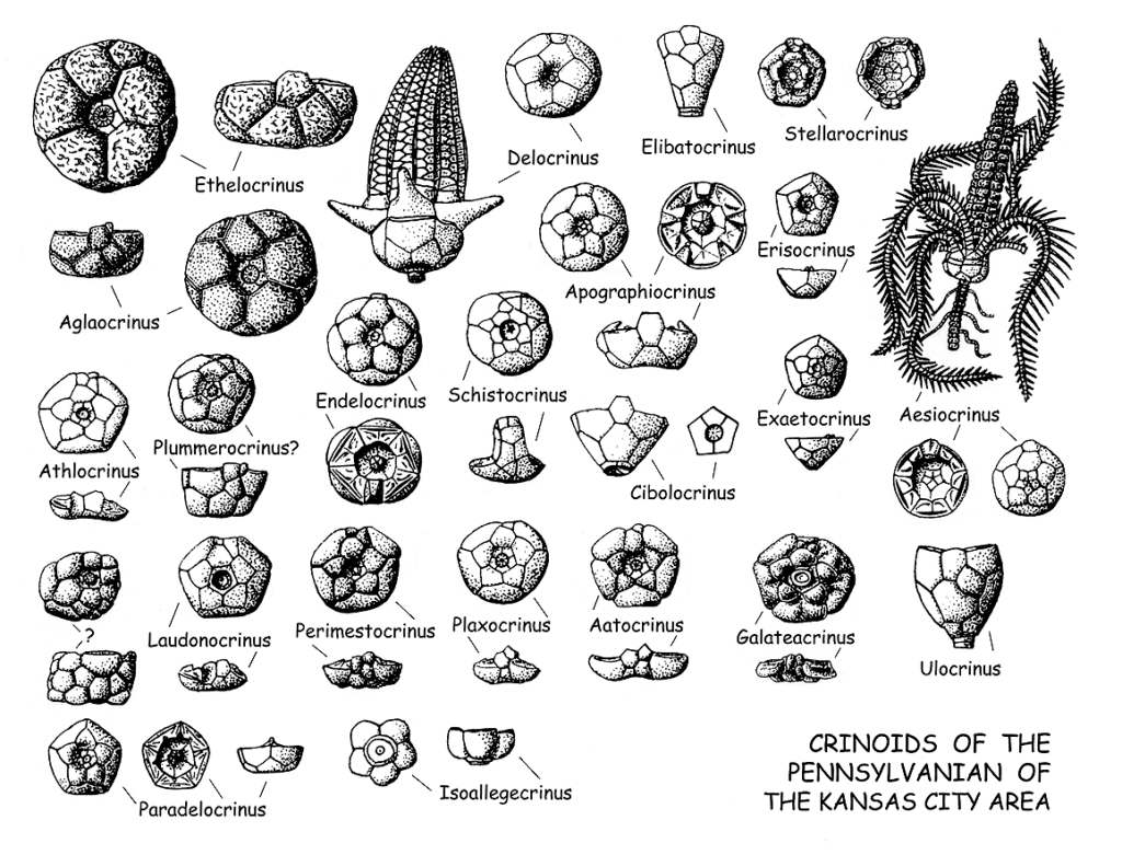 Crinoids of the Pennsylvanian of the Kansas City area