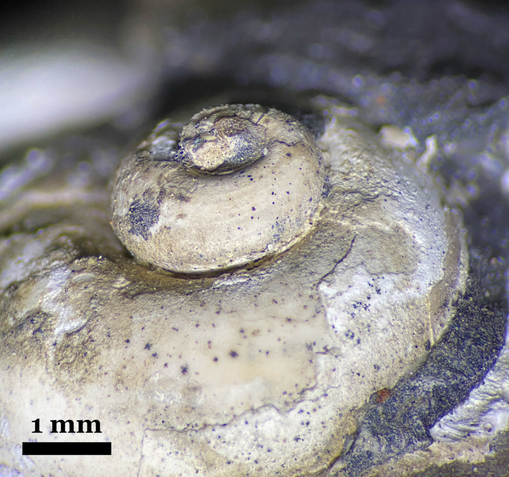 Microscopic spire view of specimen CG-0226
