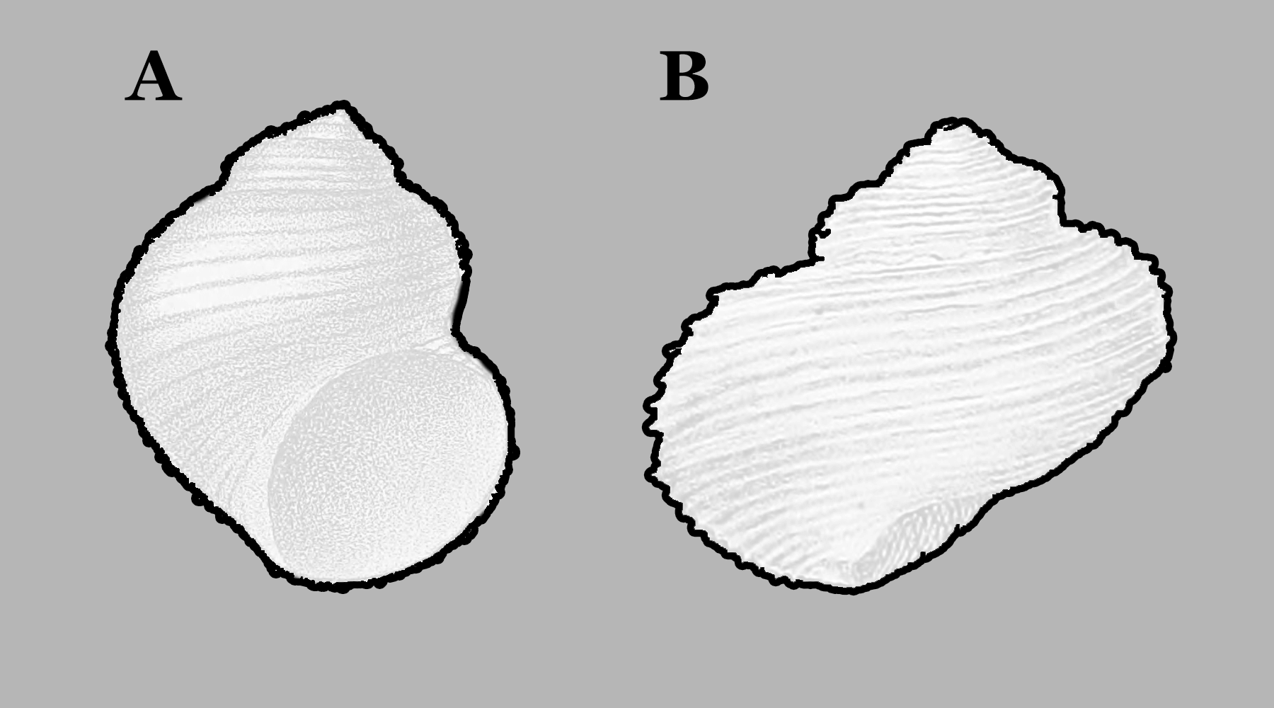 turbo-insectus-vs-pleurotomaria-carbonaria-shansiella-using-outline-2.png