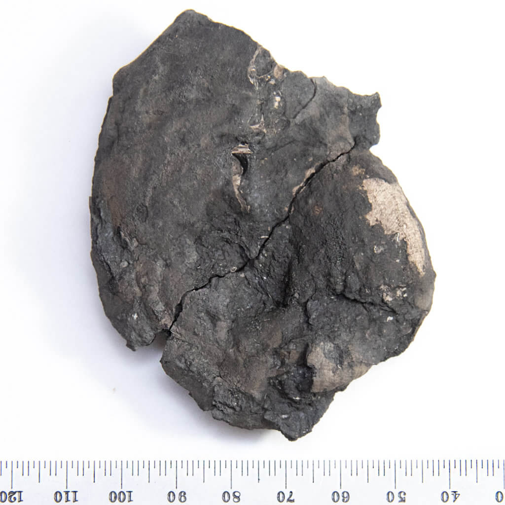 Schistoceras, an carboniferous ammonoid