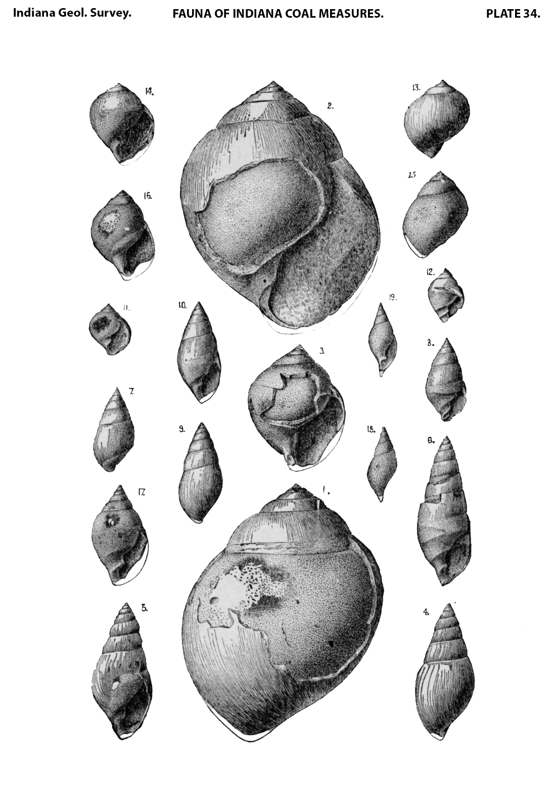 Plate 34 from the fauna of the Indiana Coal Measures. Published by the Indiana Geological Survey in 1884. Many examples of what is known today as the fossil gastropod Strobeus are shown.