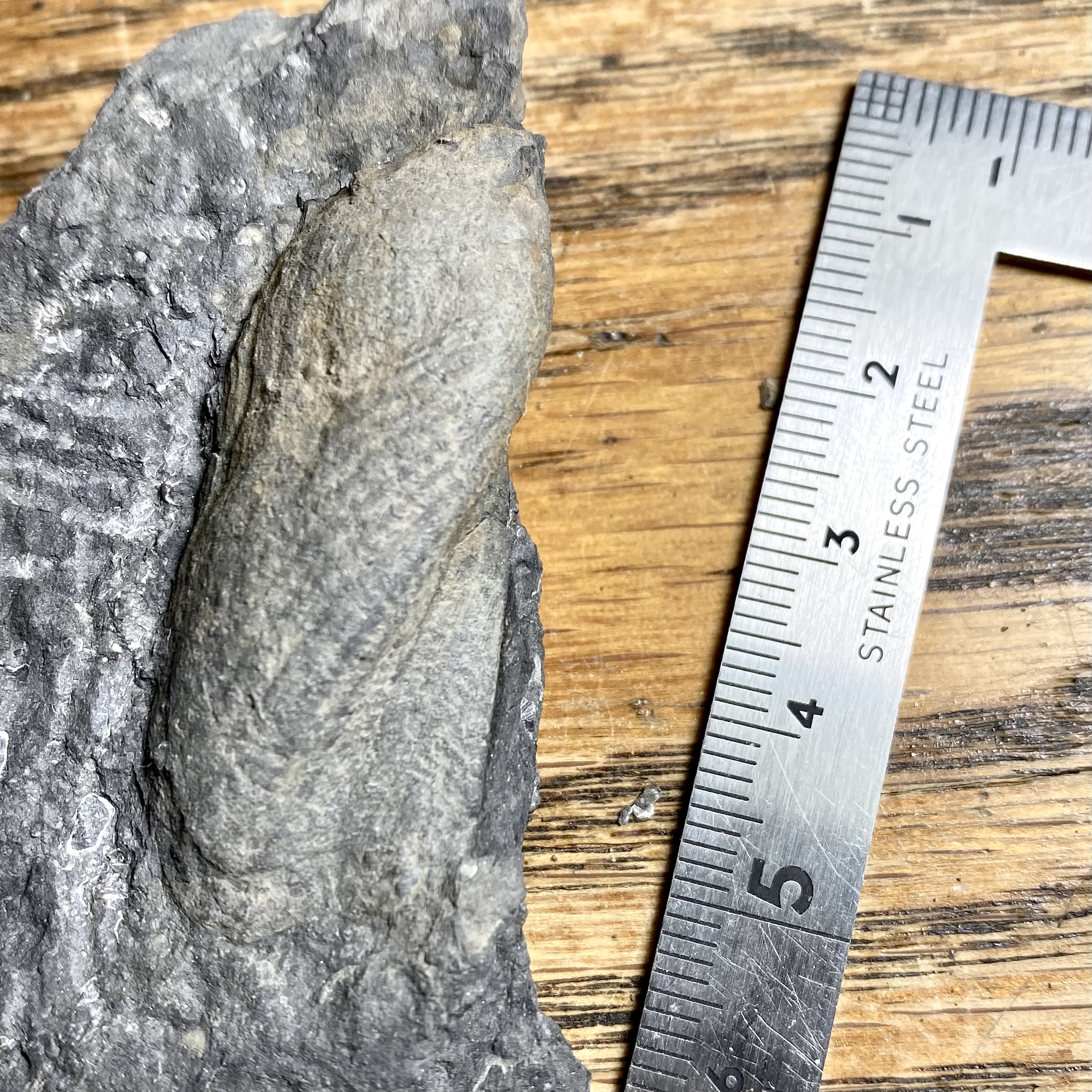 Parallelodon carbonarius with metric scale