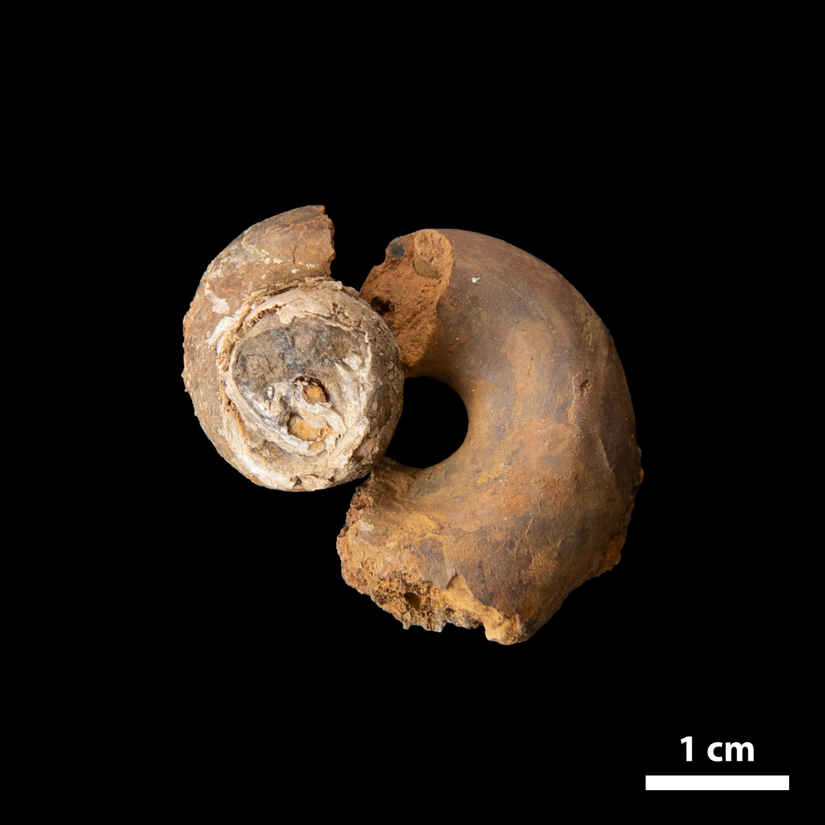 A turbiniform gastropod steinkern.