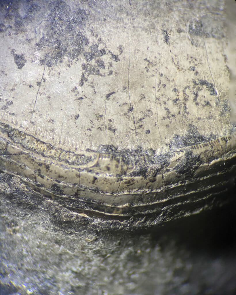 Detail of the distal crown tongue of Petalodus ohioensis.