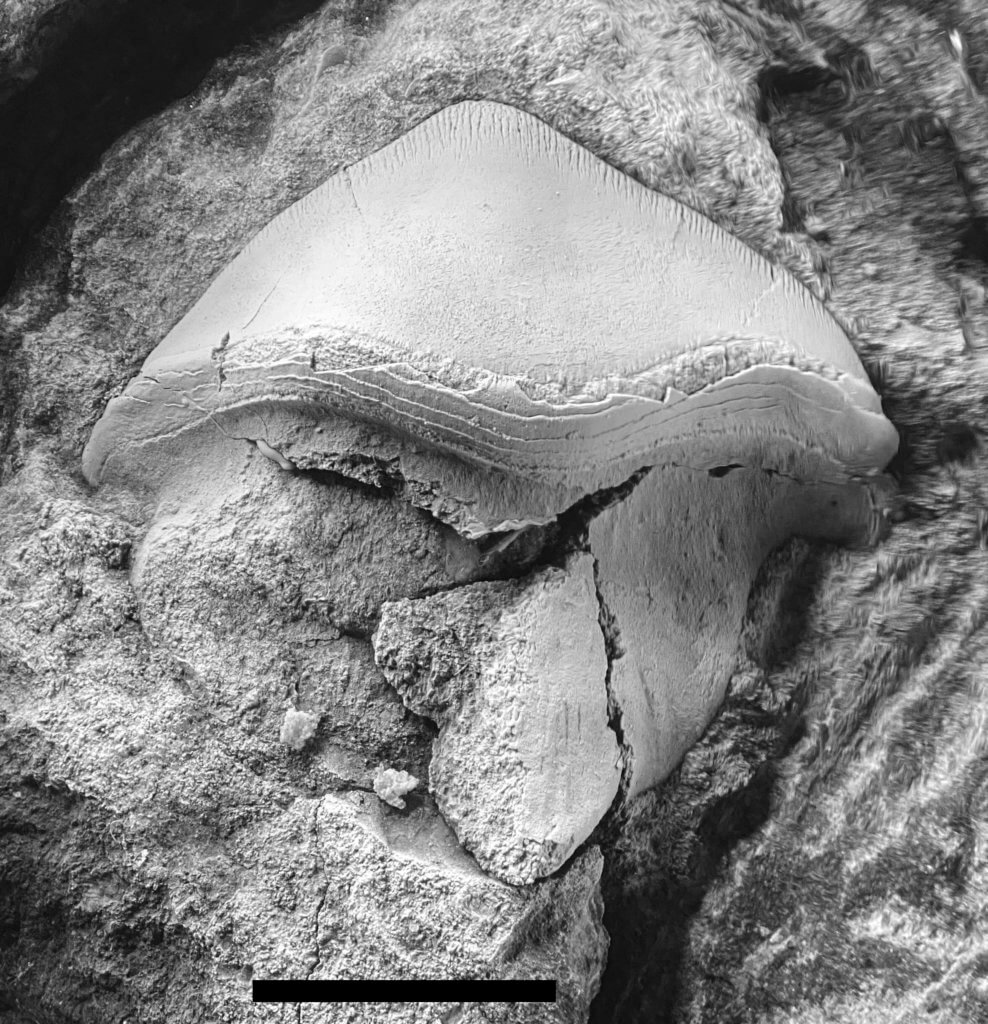 CG-0055 Petalodus ohioensis. This shows the convex labial side of the tooth. The cutting edge, crown, distal crown tongue, and root are all visible here.