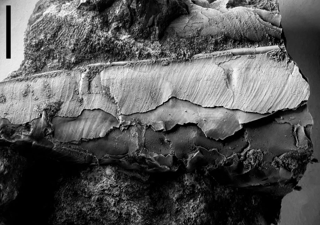 Allopinna godleskya with a fantastic view of the hinge and shell lamellae.