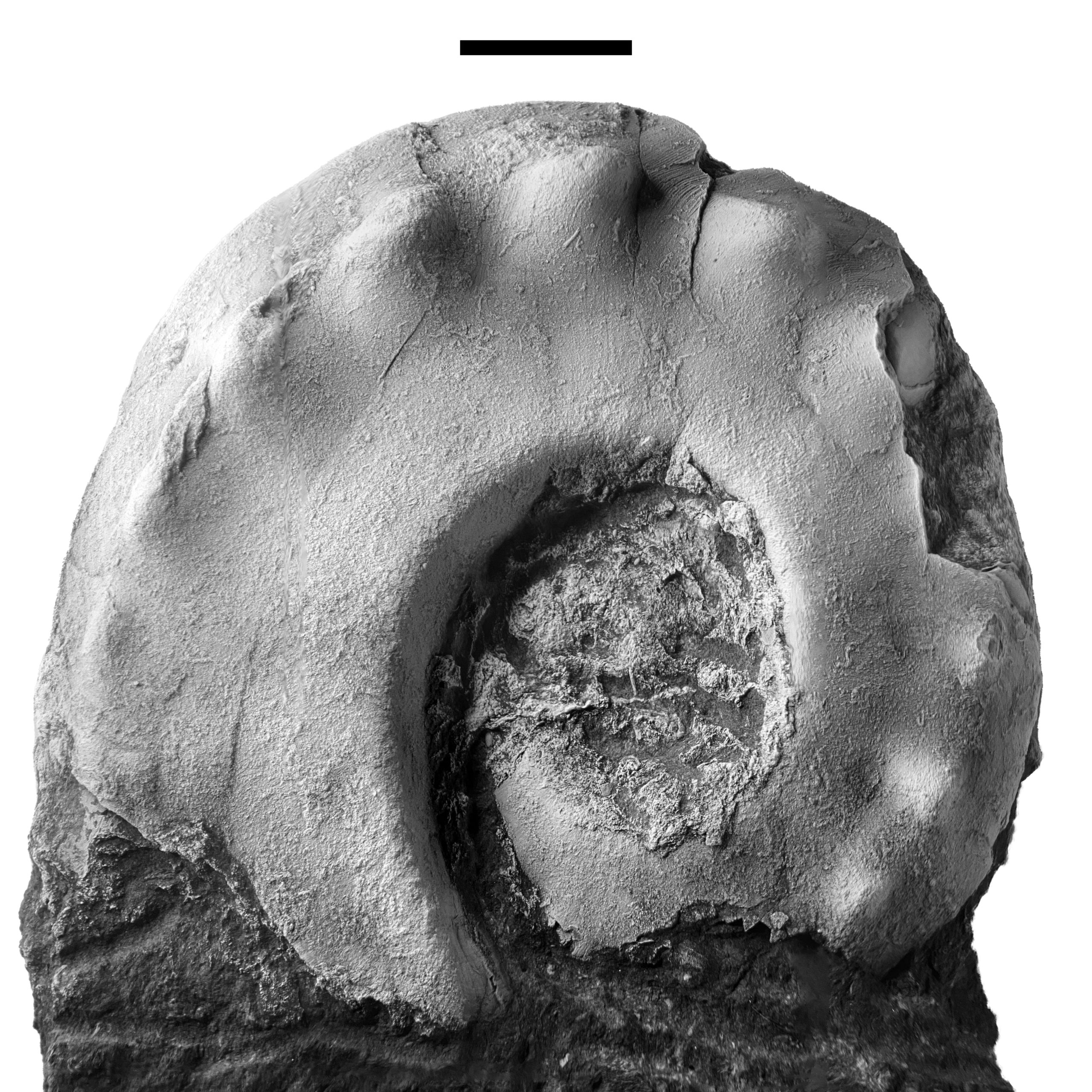 Metacoceras sp. from the Pine Creek limestone at SL 6445 with shell preservation.