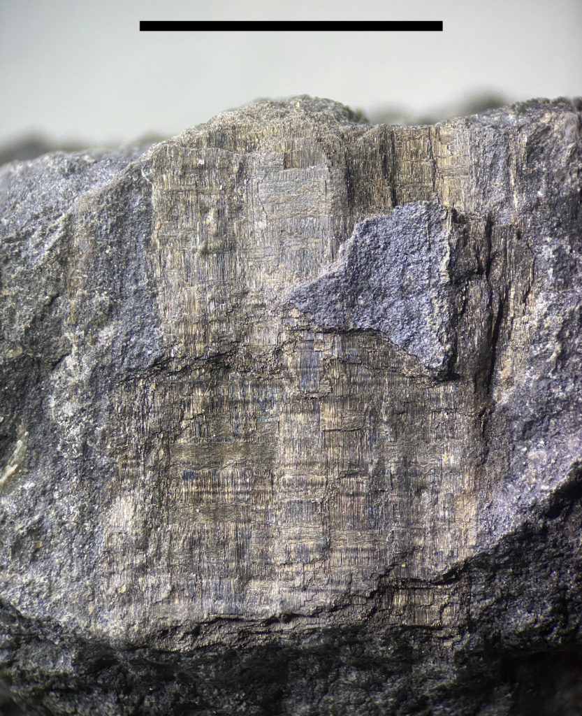 Limestone preserved woody plant material showing vascular tissue oriented in vertical and horizontal positions. This material is pyrite or marcasite and appears as a brighter gold color when first exposed to air. Scale bar = 1 cm.