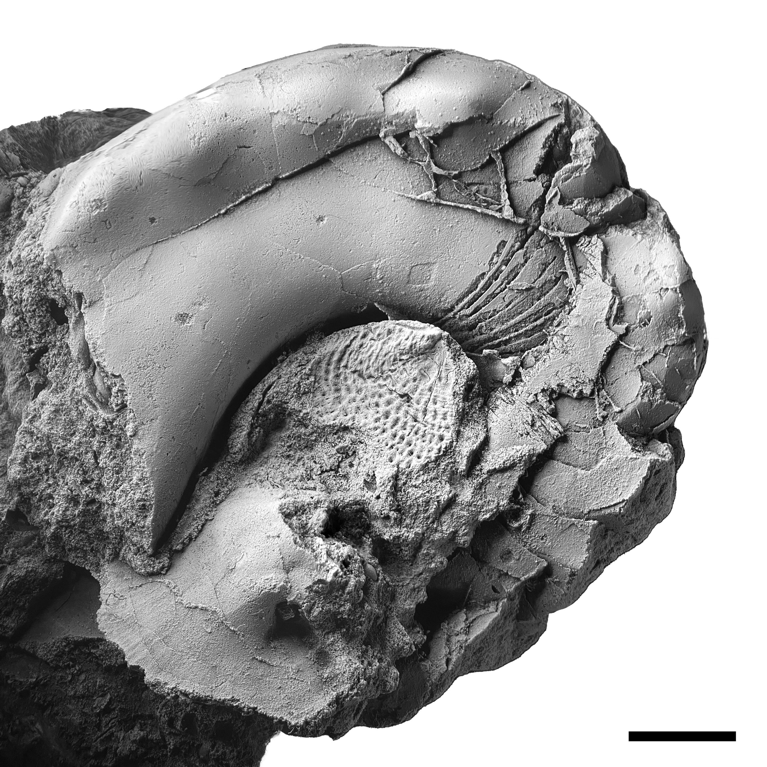 Metacoceras sp. from the Brush Creek limestone at SL 6533 with infill brachiopod and adjacent gastropod.