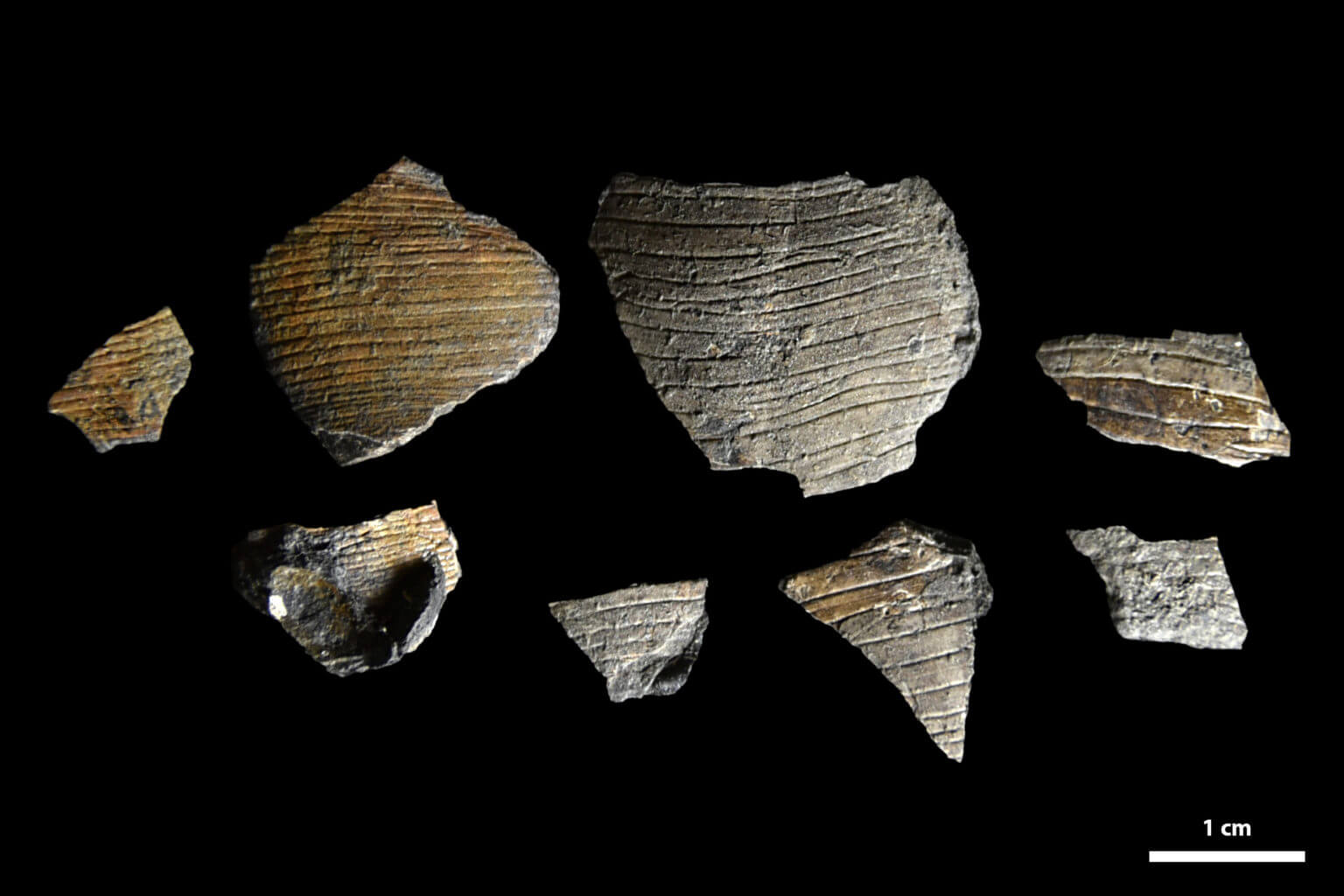 Poterioceras Curtum A Breviconic Cephalopod From The Carboniferous