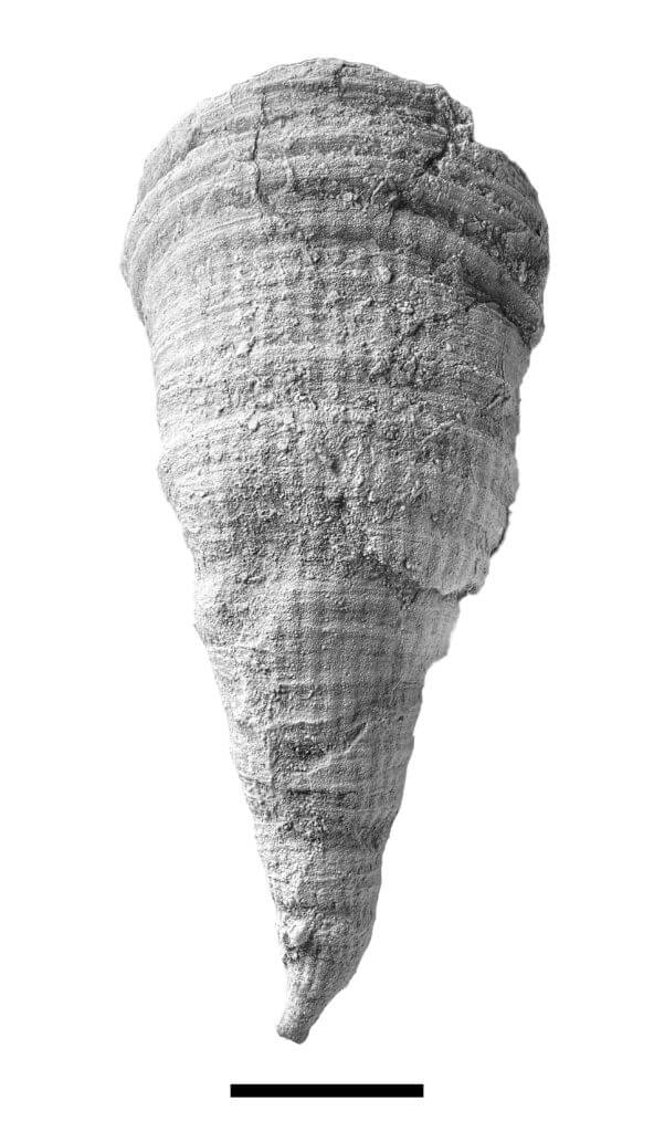 A horn coral from the Pine Creek limestone of Armstrong County