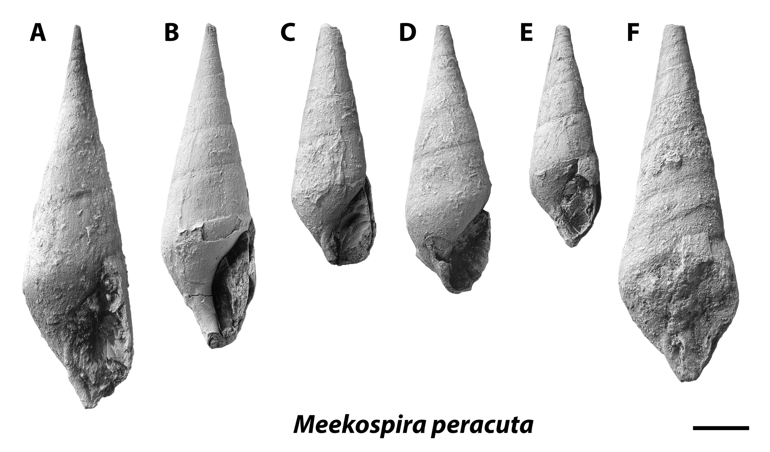 Specimens of Meekospira peracuta, a Paleozoic gastropod.