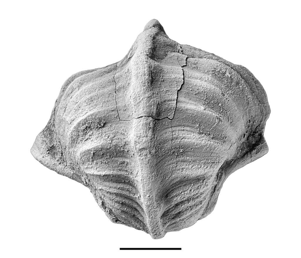 Pharkidonotus percarinatus shell