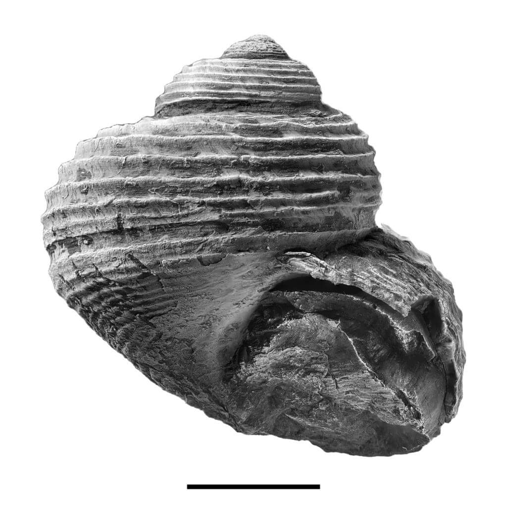 Shansiella carbonaria, specimen ID CG-0527