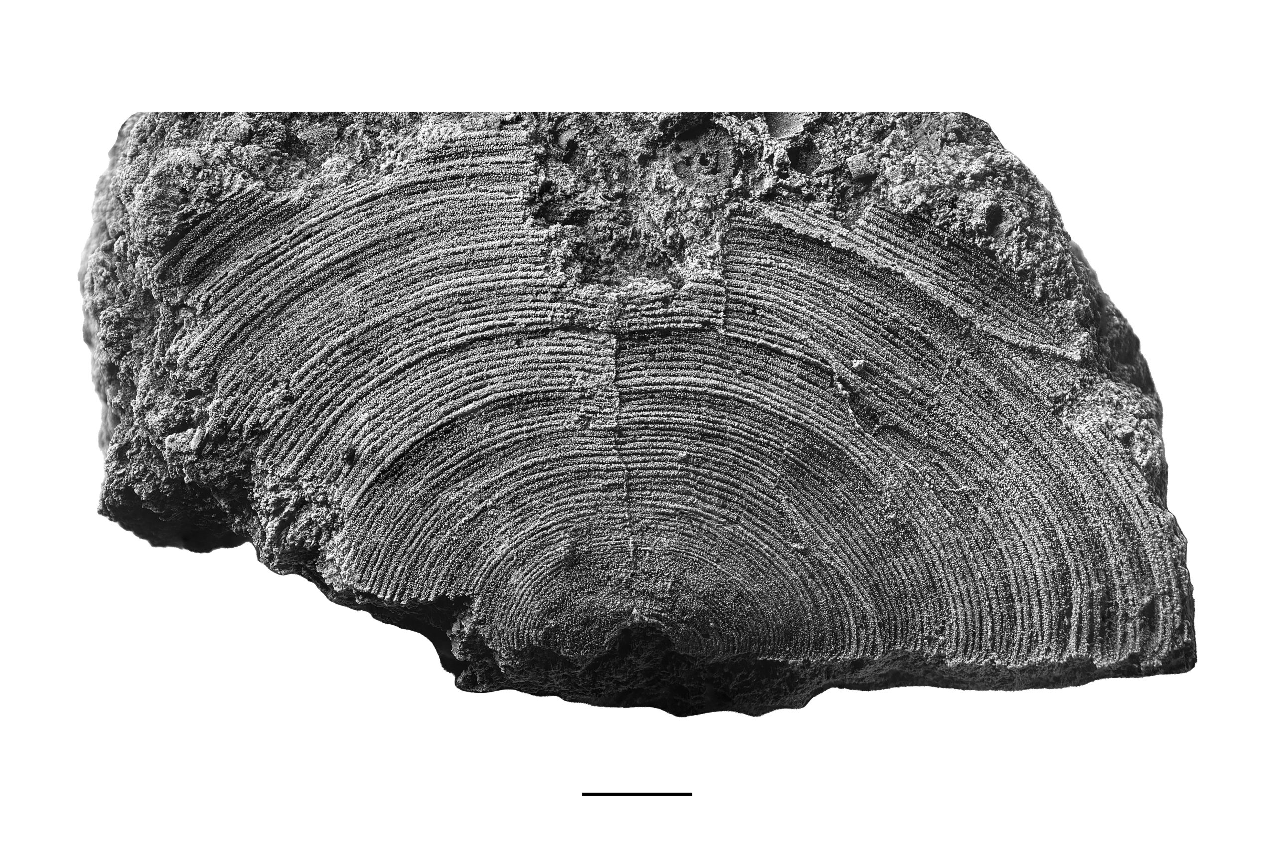 Isogramma sp., a Paleozoic brachiopod.