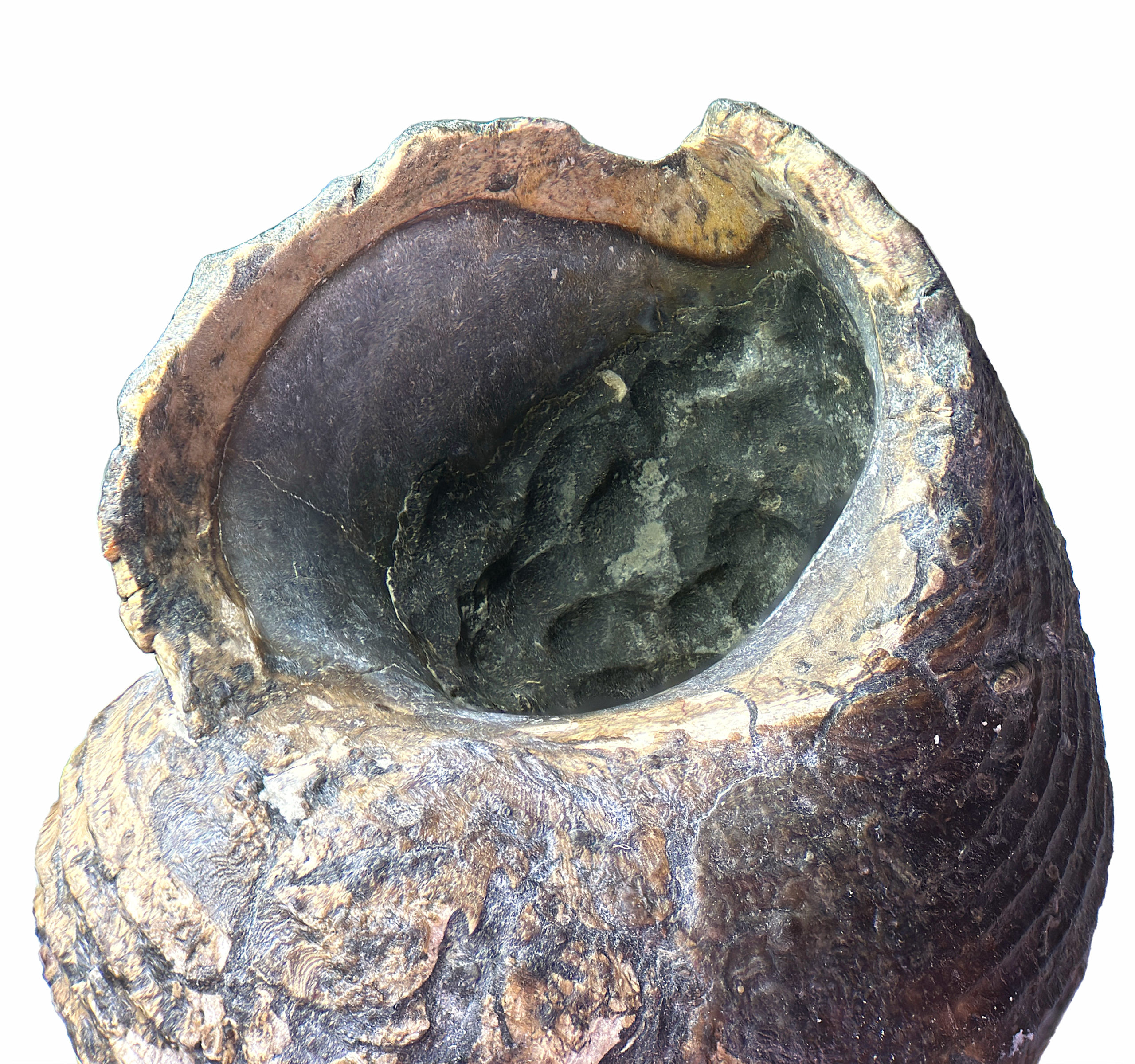 Shansiella carbonaria showing an inner nacre margin.
