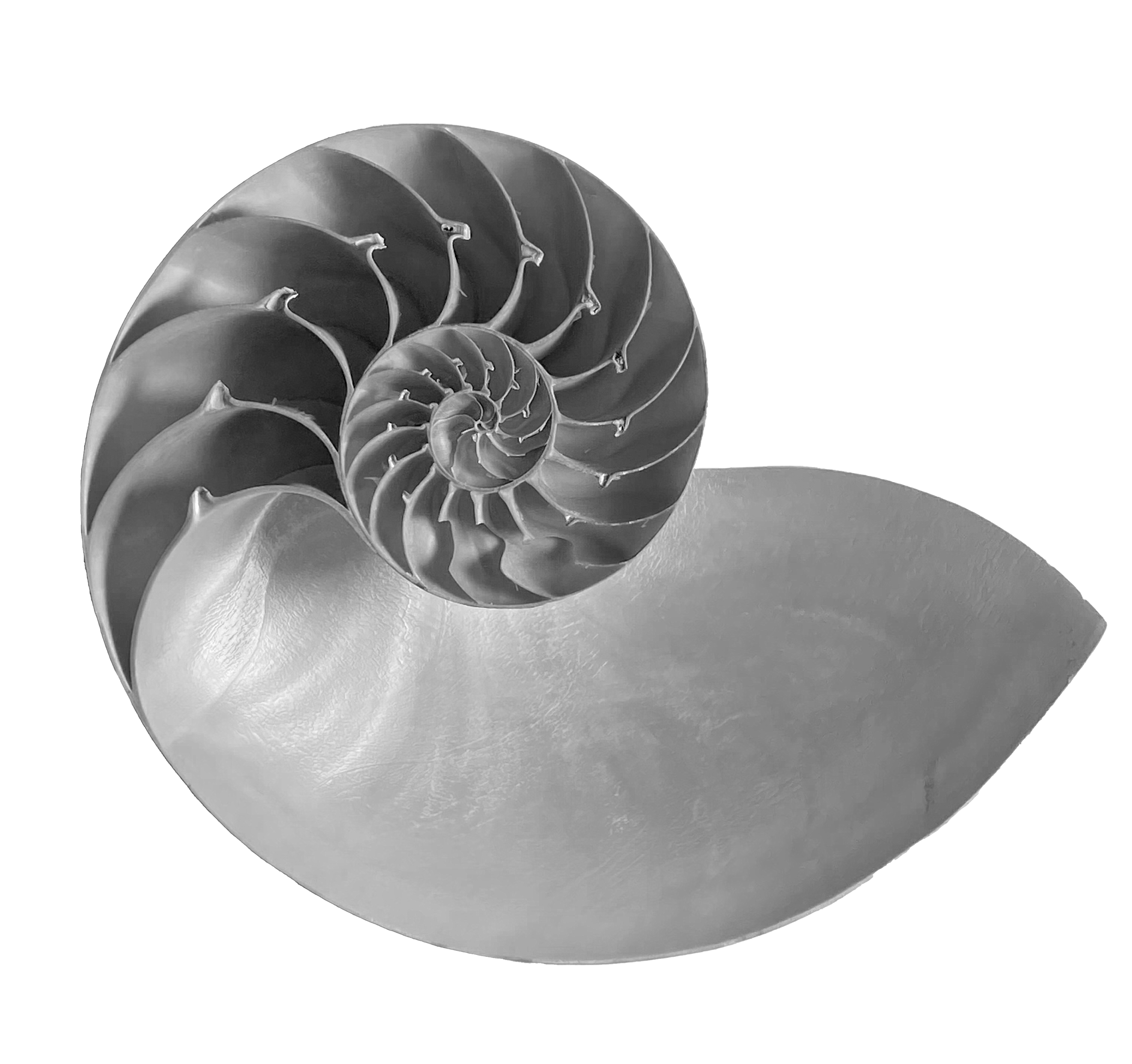 Nautilus-shell-open.png