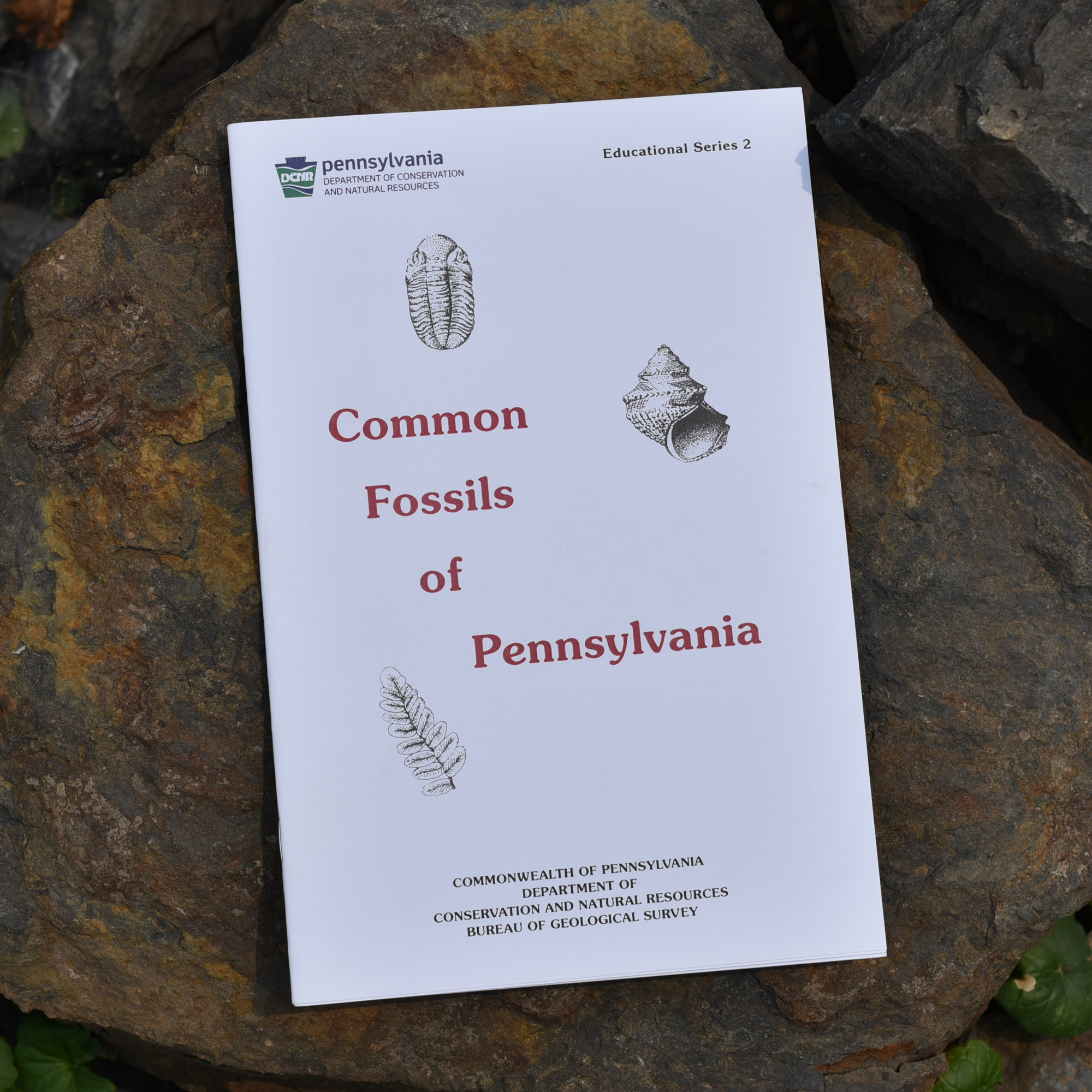 Common Fossils of Pennsylvania Education Series 2