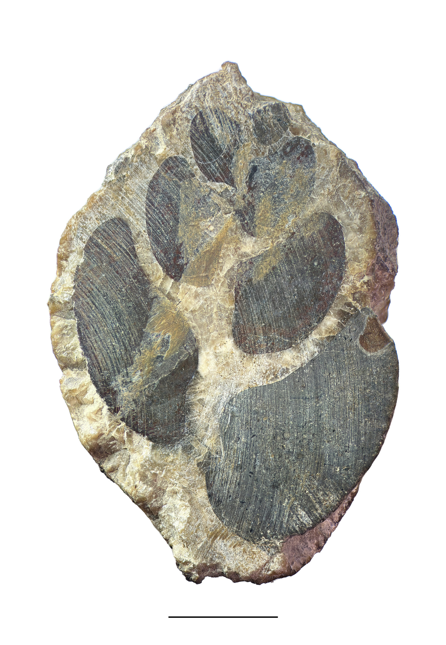 Figure 2—A cut and polished specimen of Strobeus primogenius.