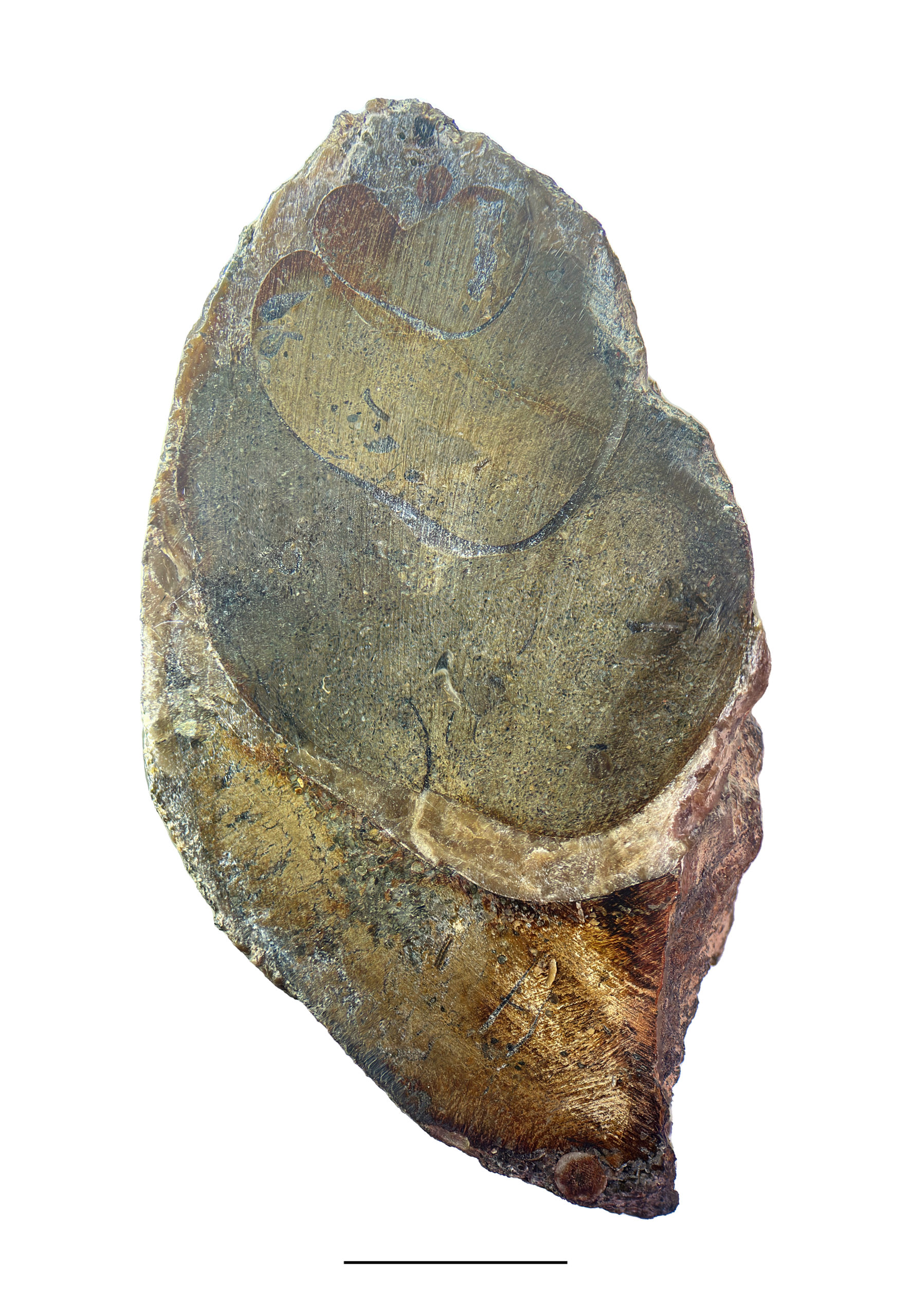 A cut and polished specimen of Strobeus sp