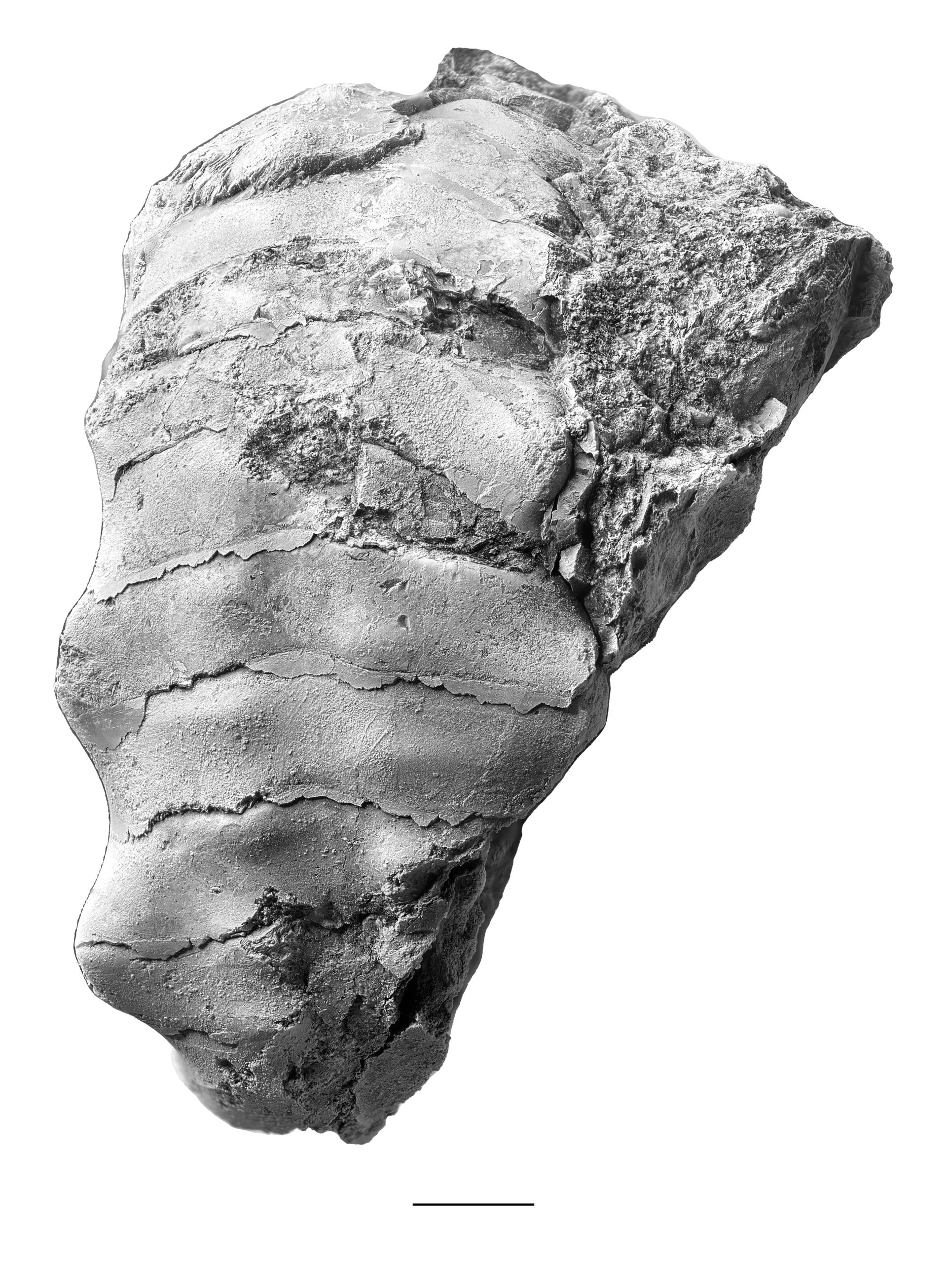 Tainoceras sp. from the Portersville Limestone
