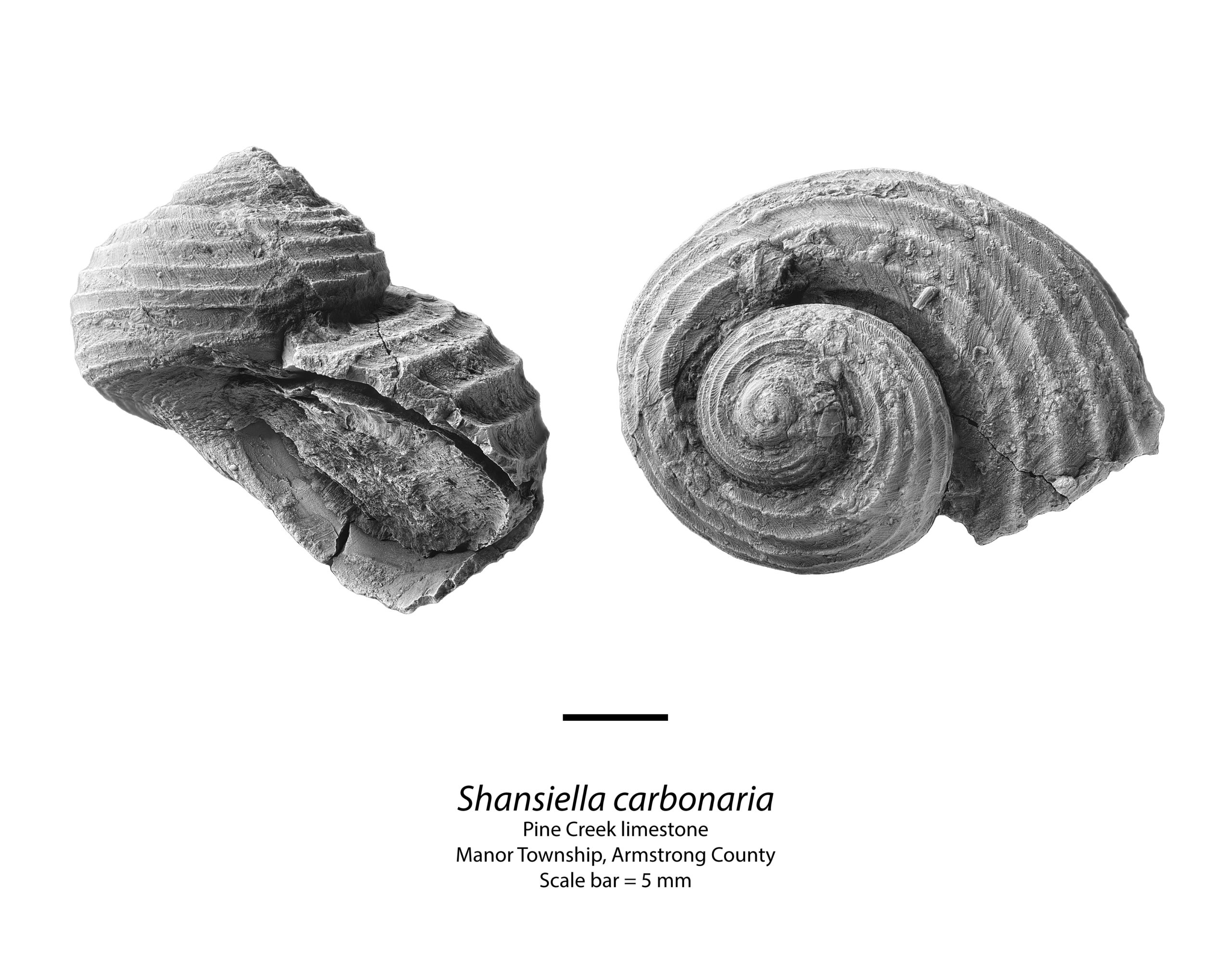 Shansiella carbonaria
