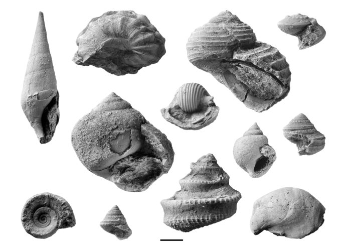 Paleozoic gastropods from Armstrong County, PA