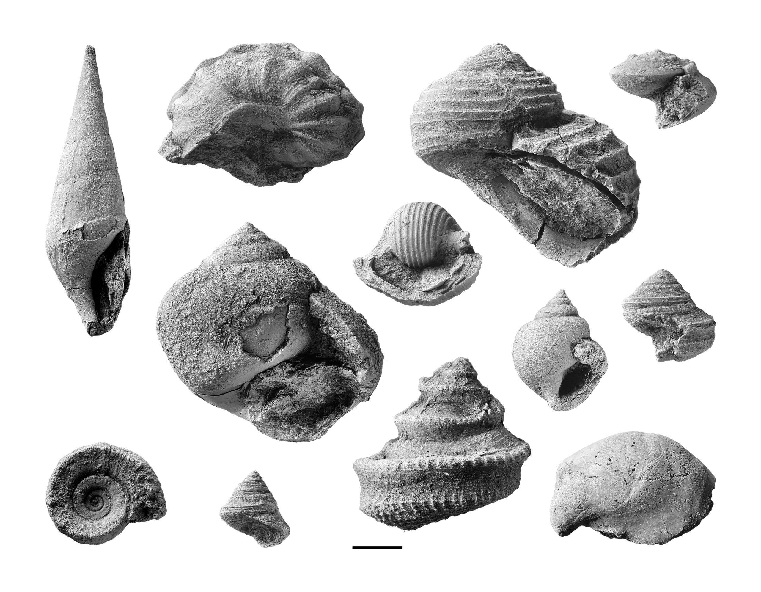 Paleozoic gastropods from Armstrong County, PA