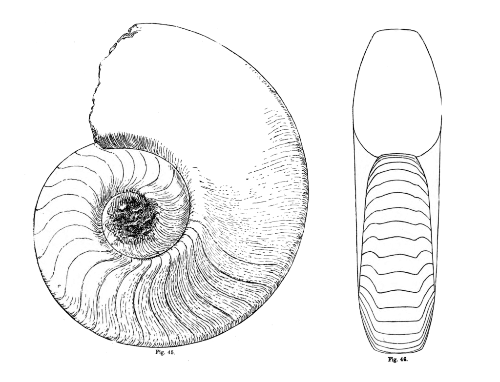 Domatoceras