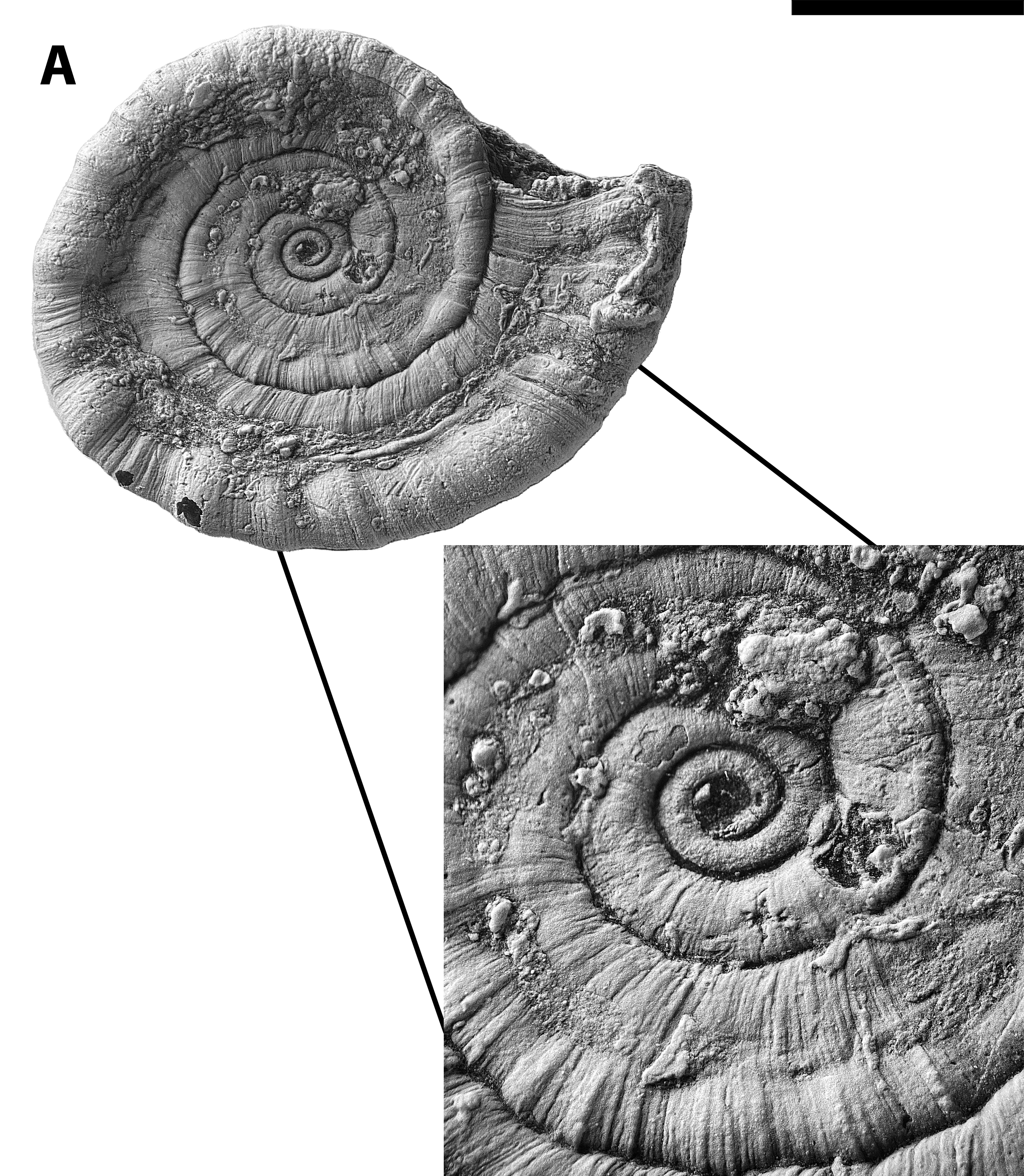 Amphiscapha sp. from the Pine Creek limestone at SL 6445 with a closeup of the juvenile portion of the whorl.