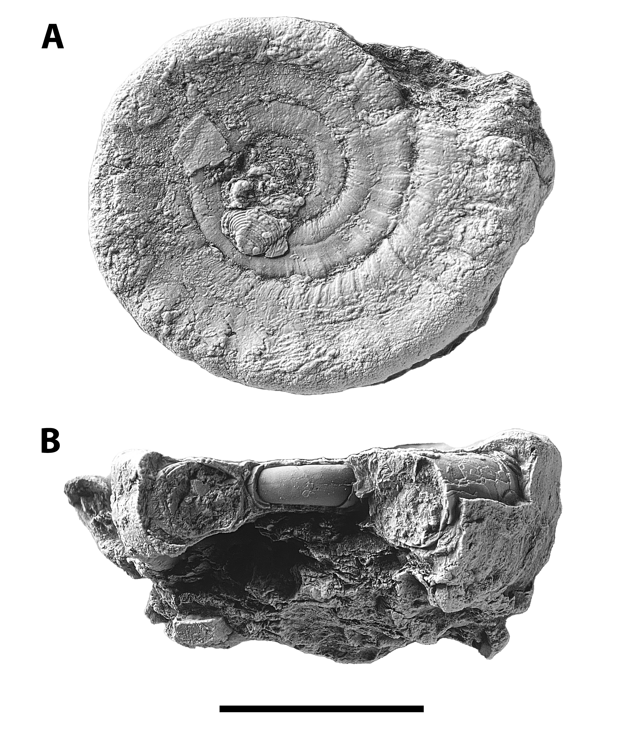 Amphiscapha sp. from the Pine Creek limestone at SL 6445 in basal and dissected whorl view.