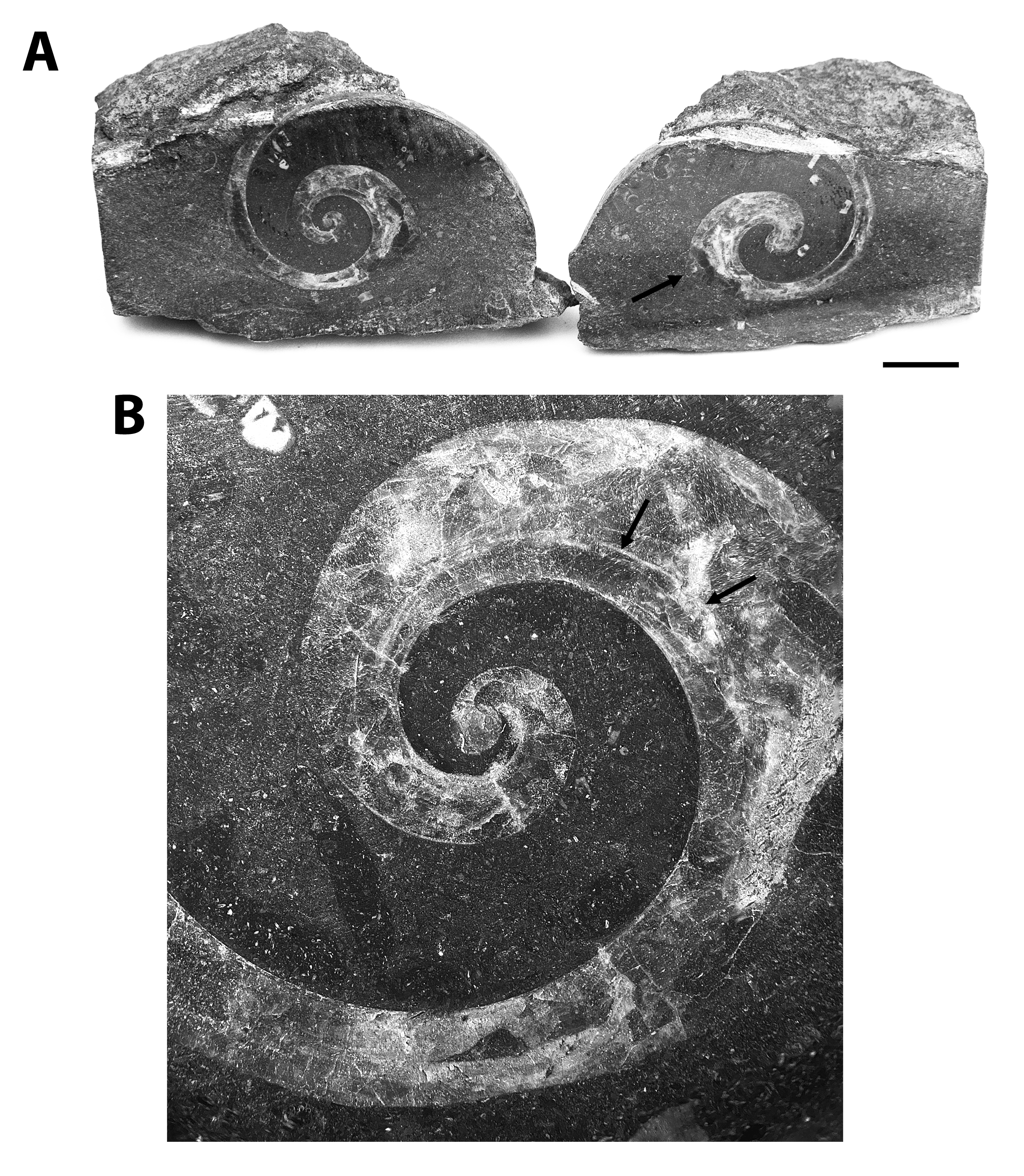 Indeterminate Bellerophontid from the Brush Creek limestone at SL 6533.