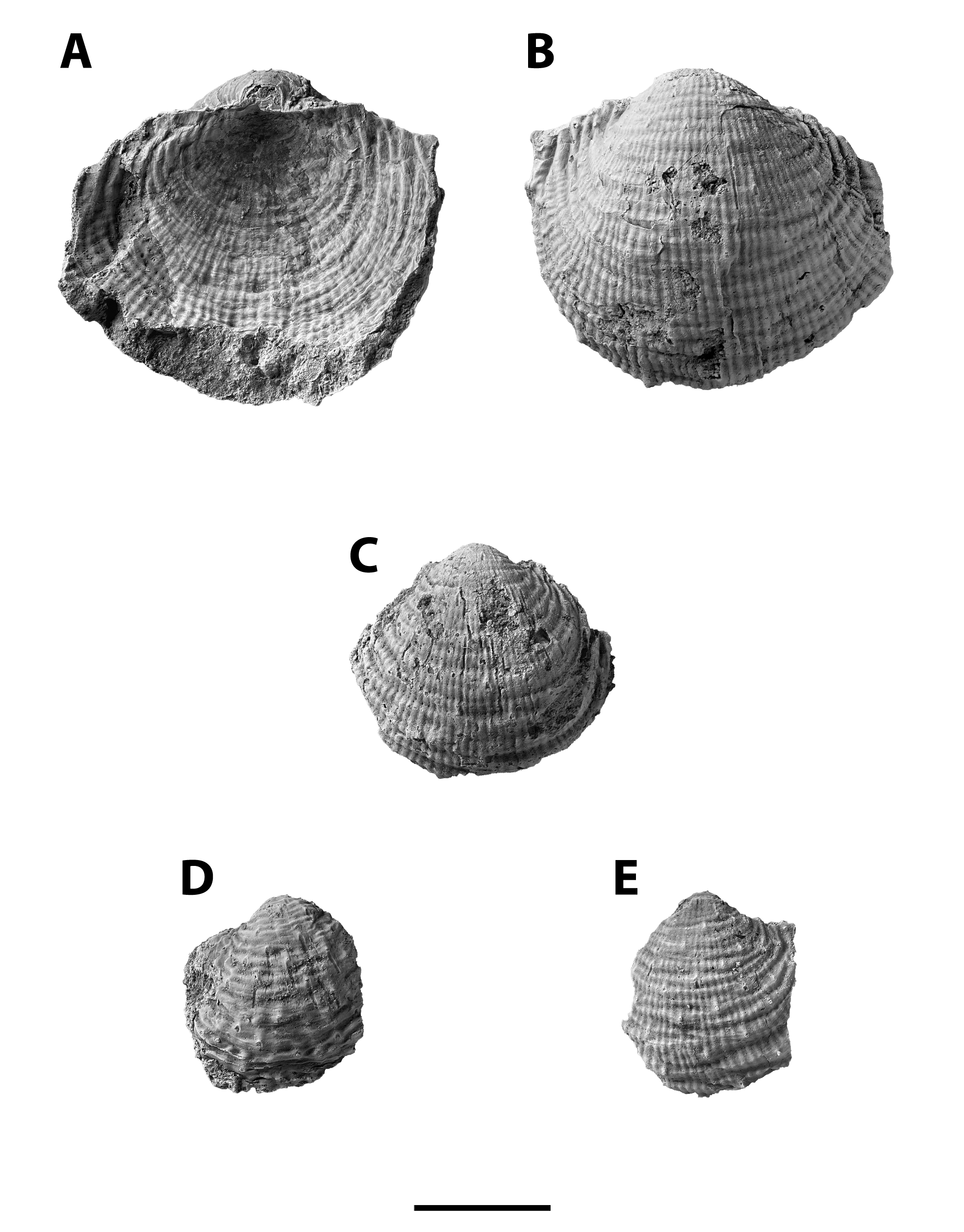 Cancrinella boonensis from the Brush Creek limestone