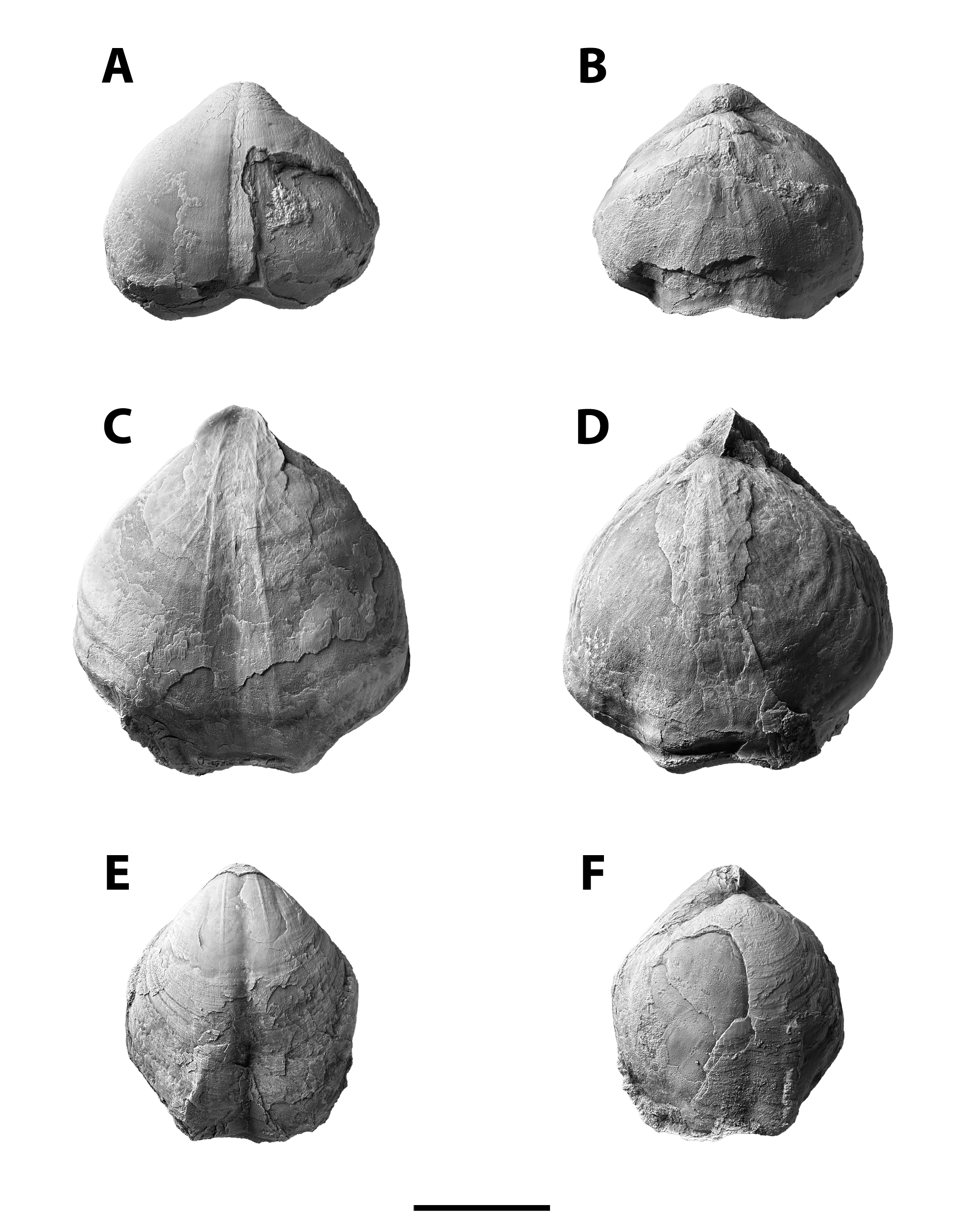 Composita magna