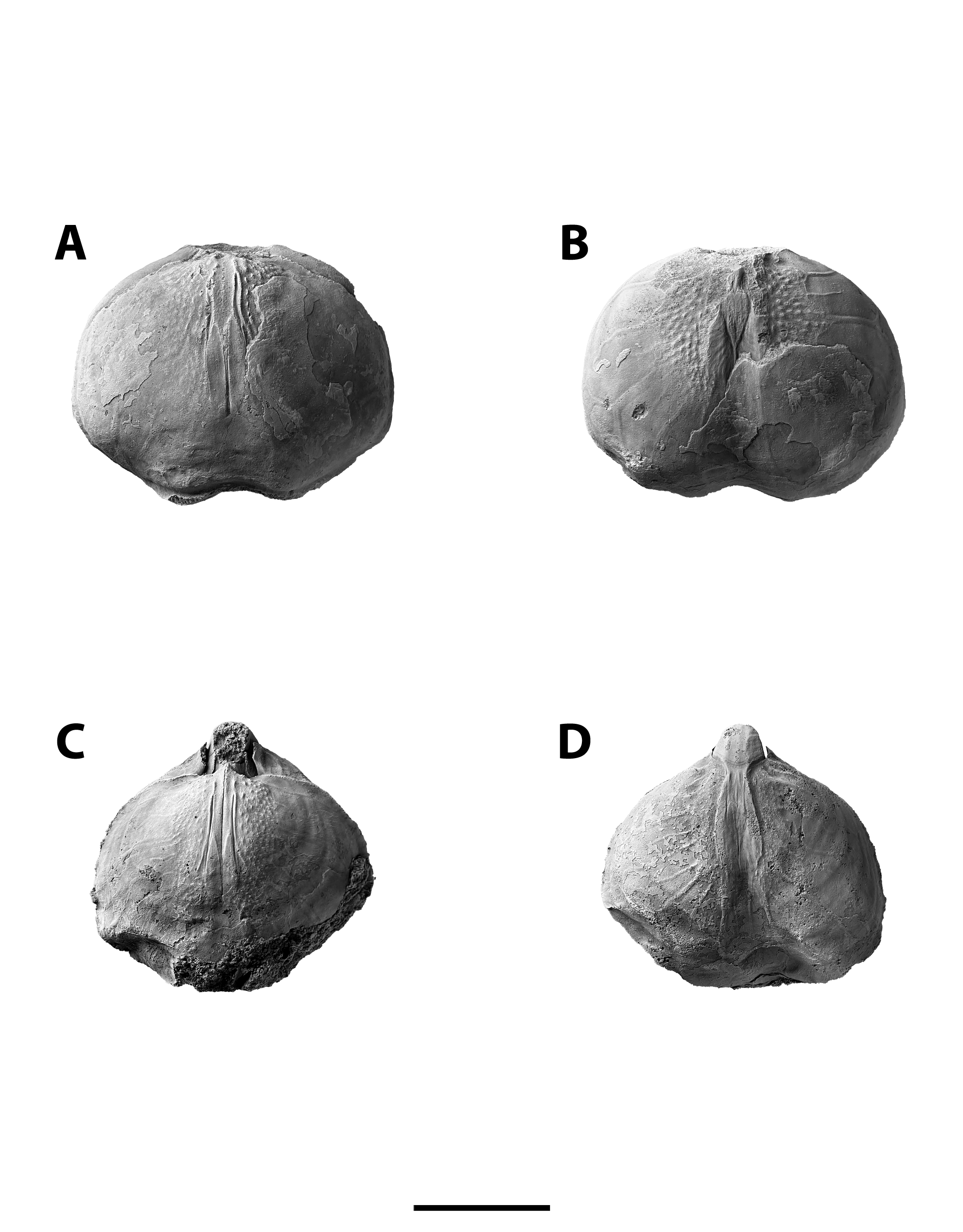 Composita magna