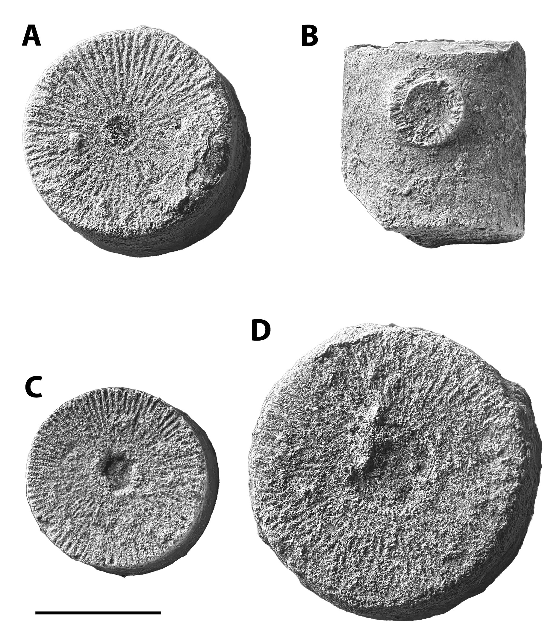 Crinoid columnals from the Brush Creek limestone SL 6533, Parks Township, PA.