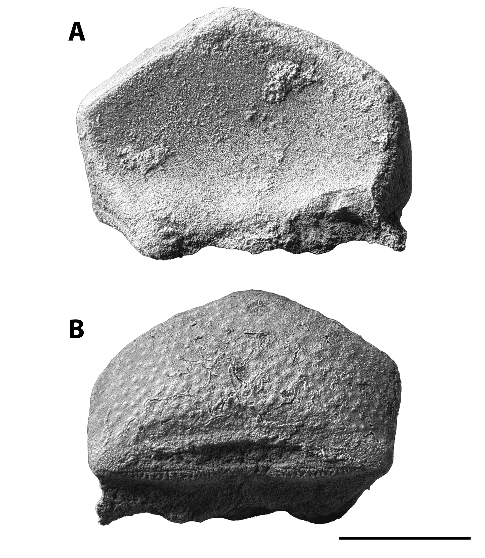 Crinoid Calyx basal plate from the Brush Creek limestone. Genus indeterminate.