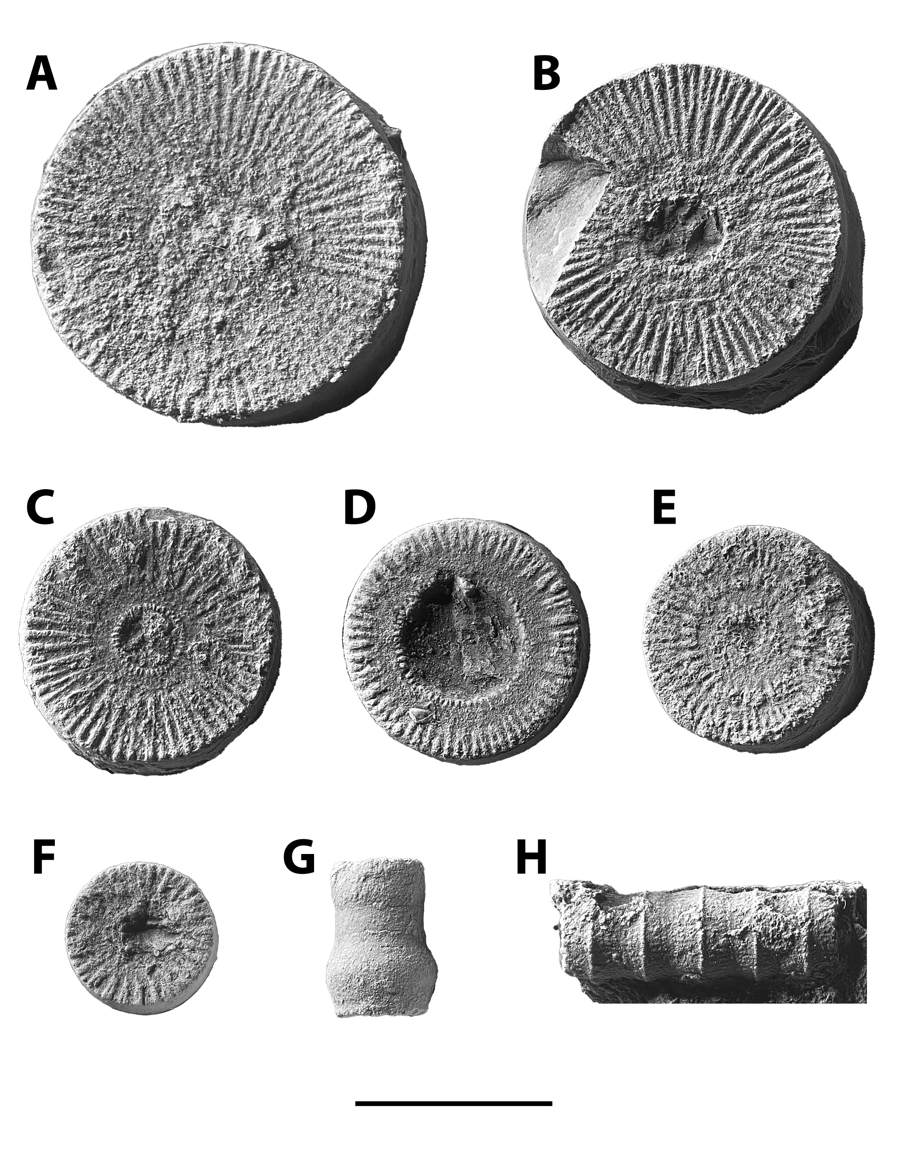 Crinoid specimens from the Brush Creek limestone at SL 6533 and the Pine Creek limestone at SL 6445