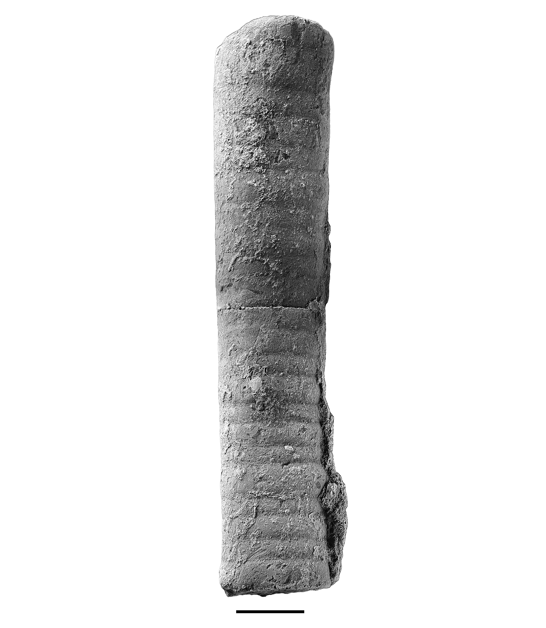 Crinoid Columnal stack from the Brush Creek limestone. Genus indeterminate.