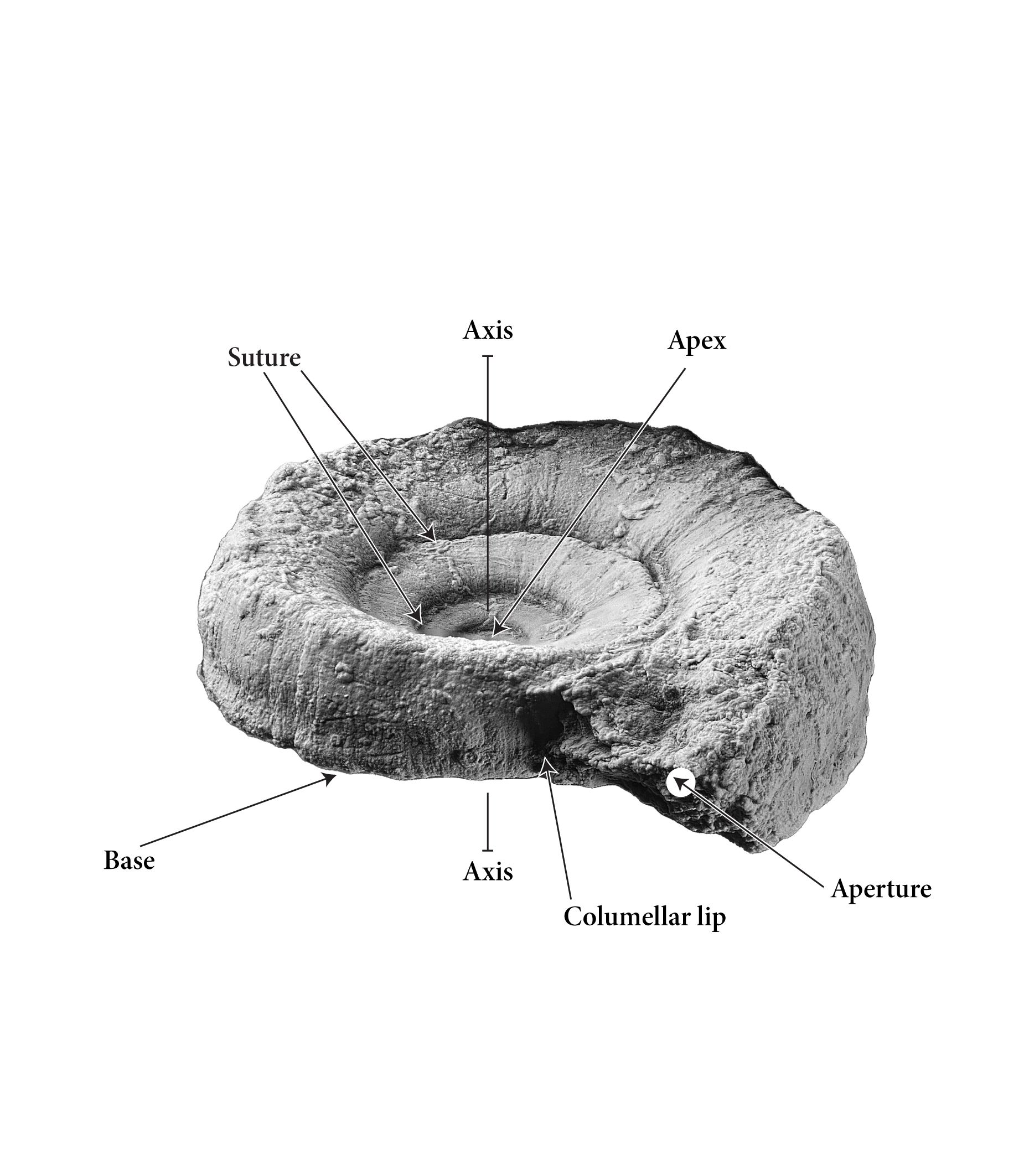 General shell morphology for the genus Amphiscapha