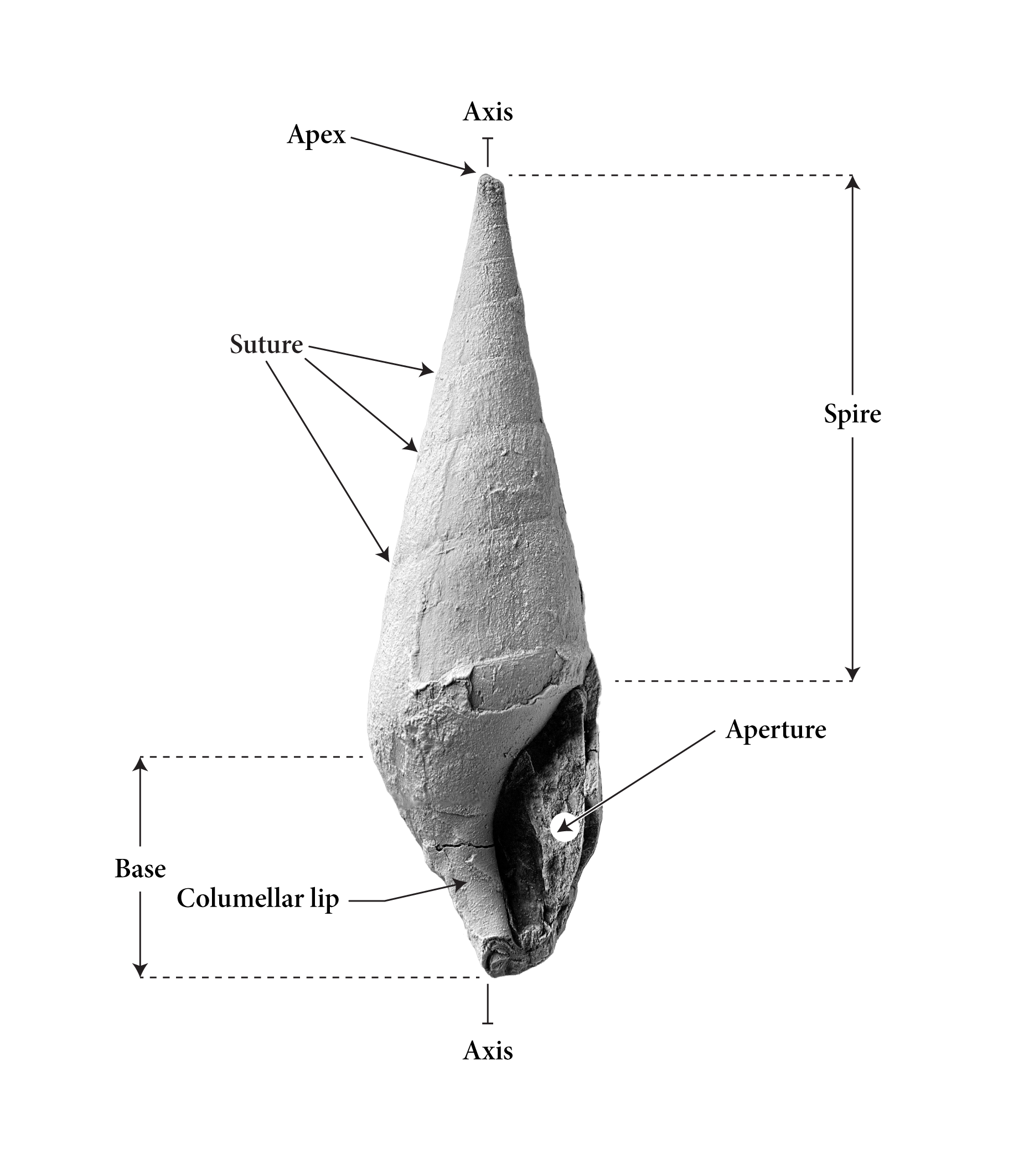 General shell morphology for the genus Meekospira