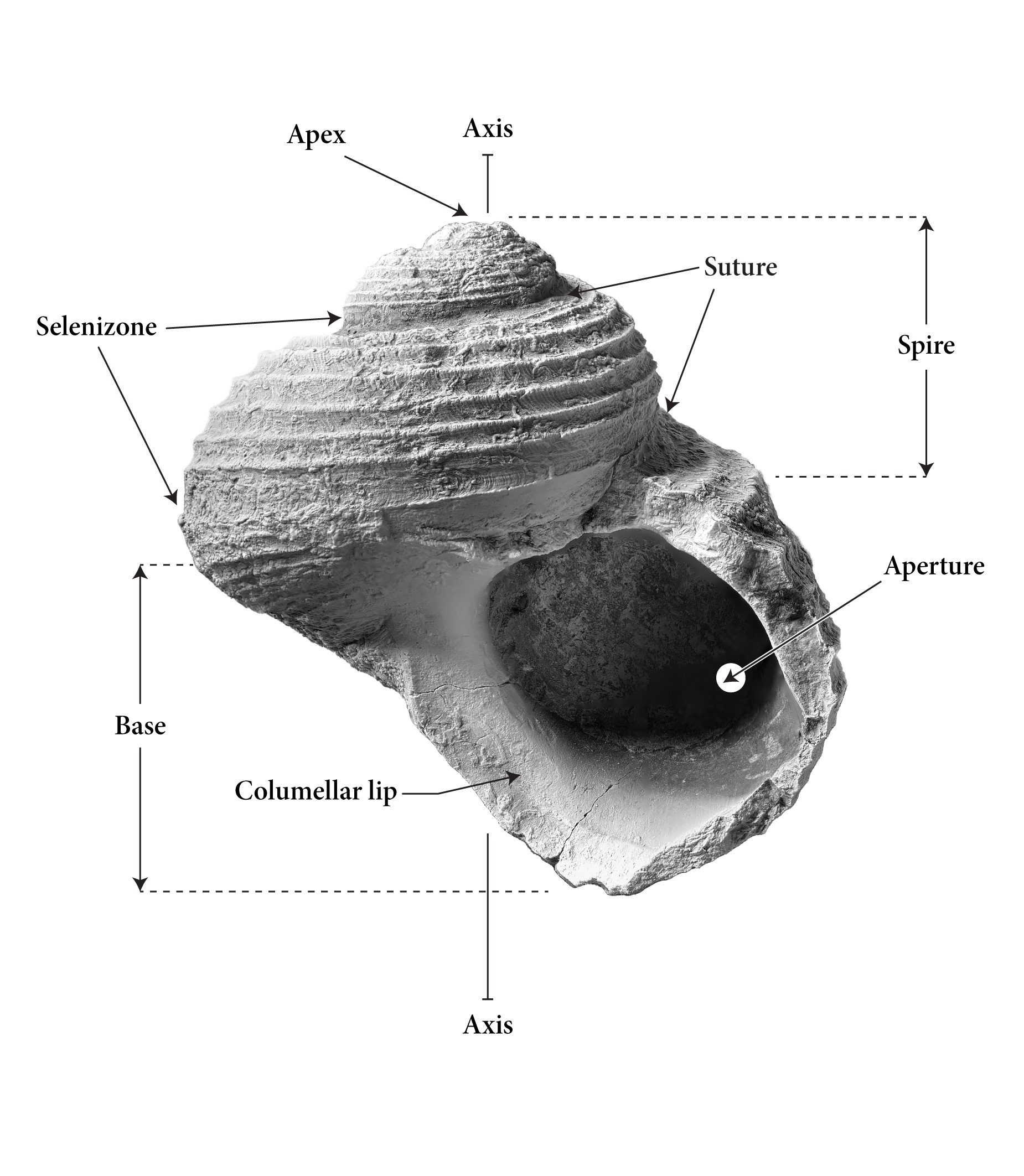 General shell morphology for the genus Shansiella