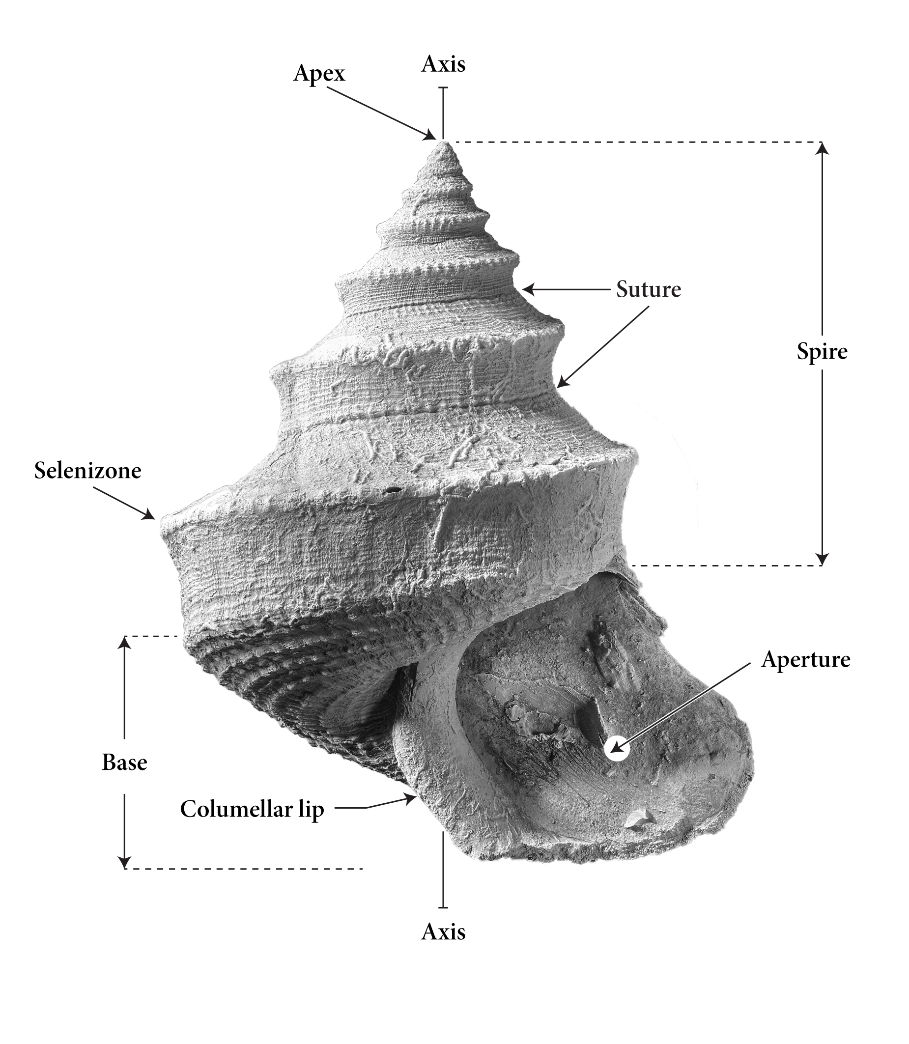 General shell morphology for the genus Worthenia