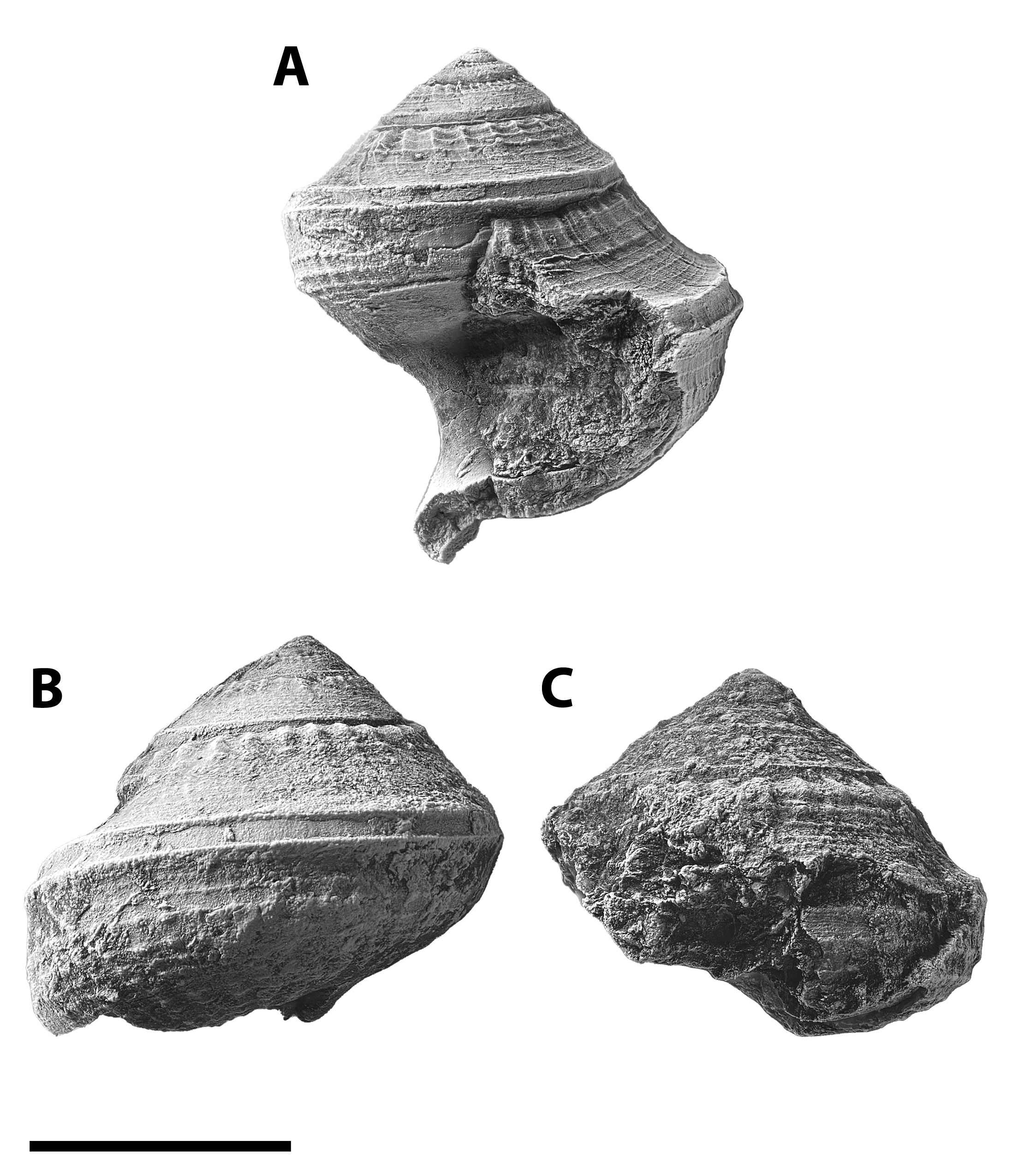 Glabrocingulum sp. from the Pine Creek limestone at SL 6445