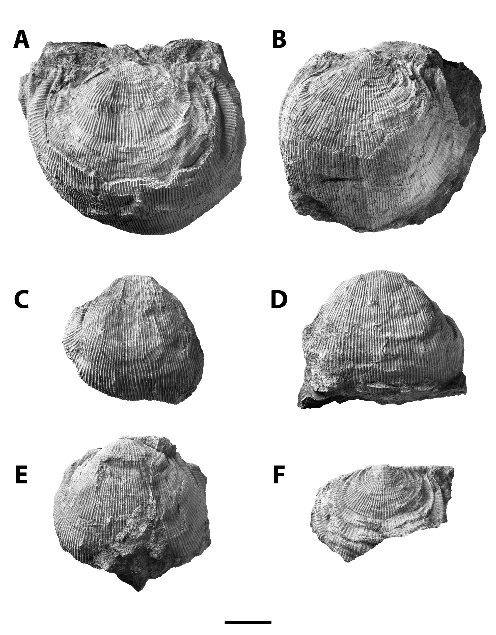 Linoproductus meniscus