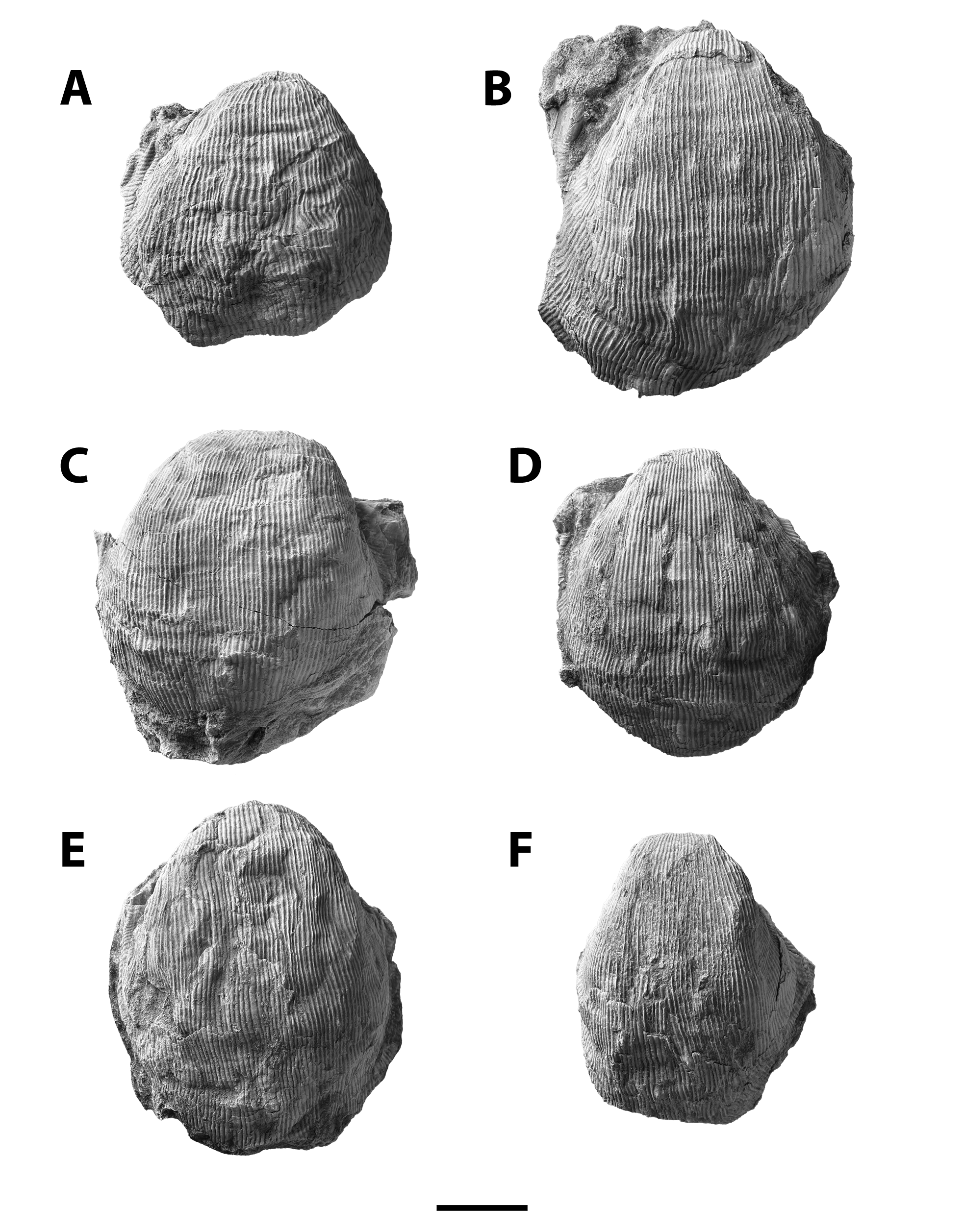 Linoproductus platyumbonus