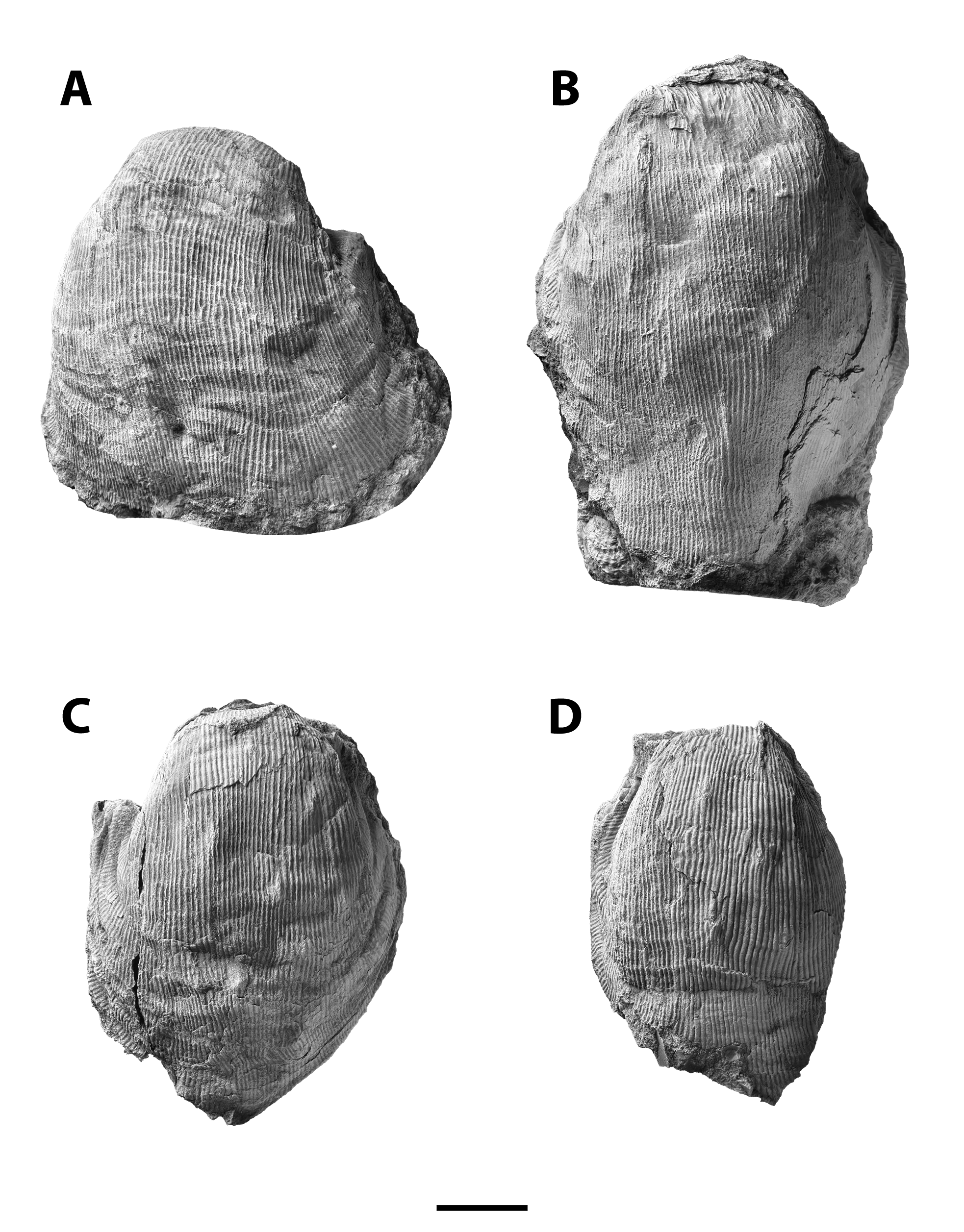 Linoproductus platyumbonus